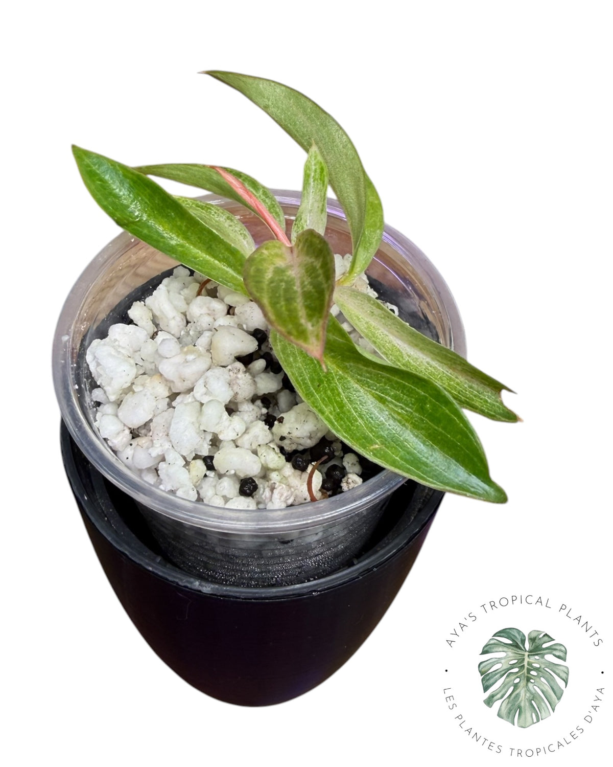 Philodendron Strawberry Caramel Variegated