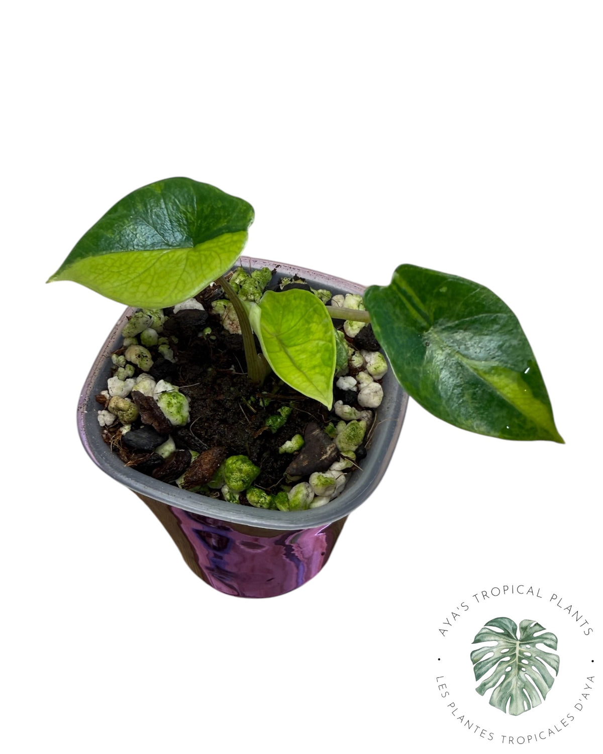 Alocasia Scalprum Aurea Variegated