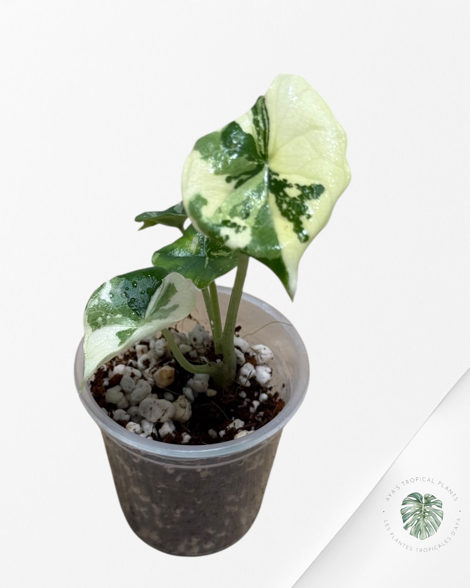 Alocasia Melo Variegated Albo| Rare TC Plant| Aya's Tropical Plants