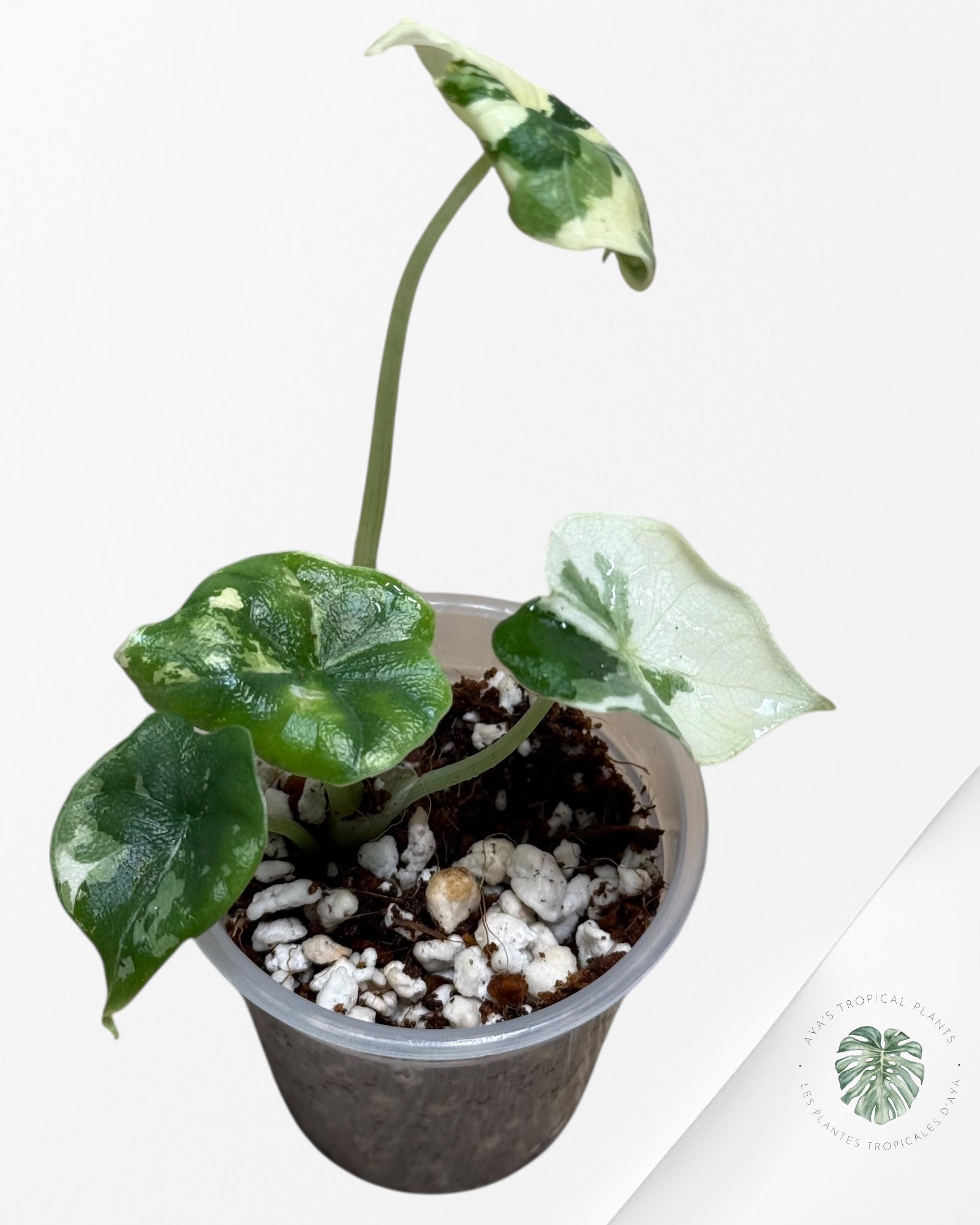 Alocasia Melo Variegated Albo| Rare TC Plant| Aya's Tropical Plants