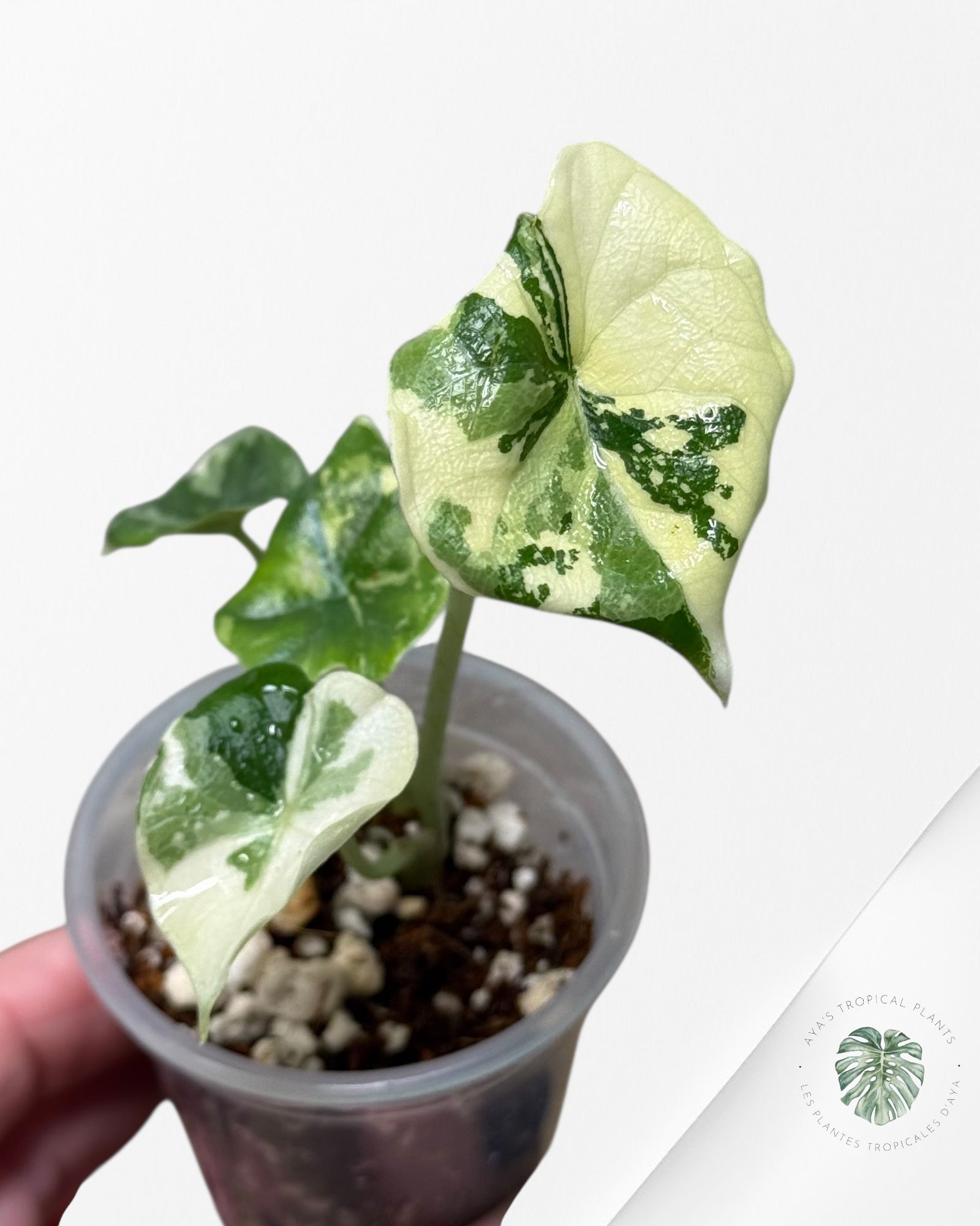 Alocasia Melo Variegated Albo| Rare TC Plant| Aya's Tropical Plants