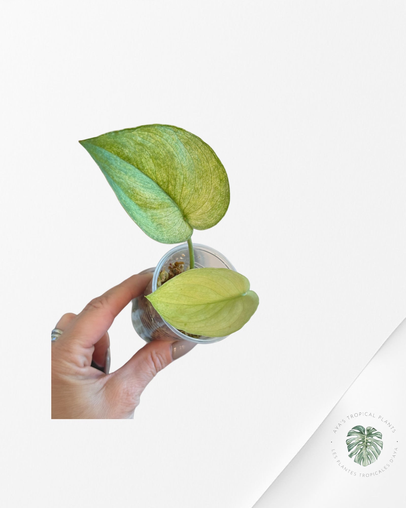 Monstera Borsigiana Albo-JA32