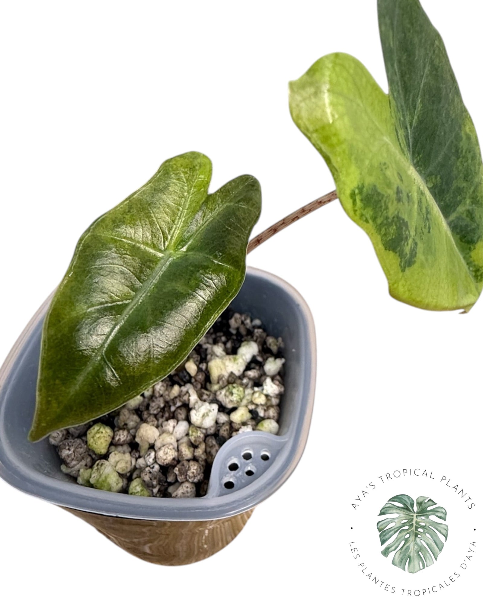 Alocasia Pseudo-Sanderiana Aurea Panaché