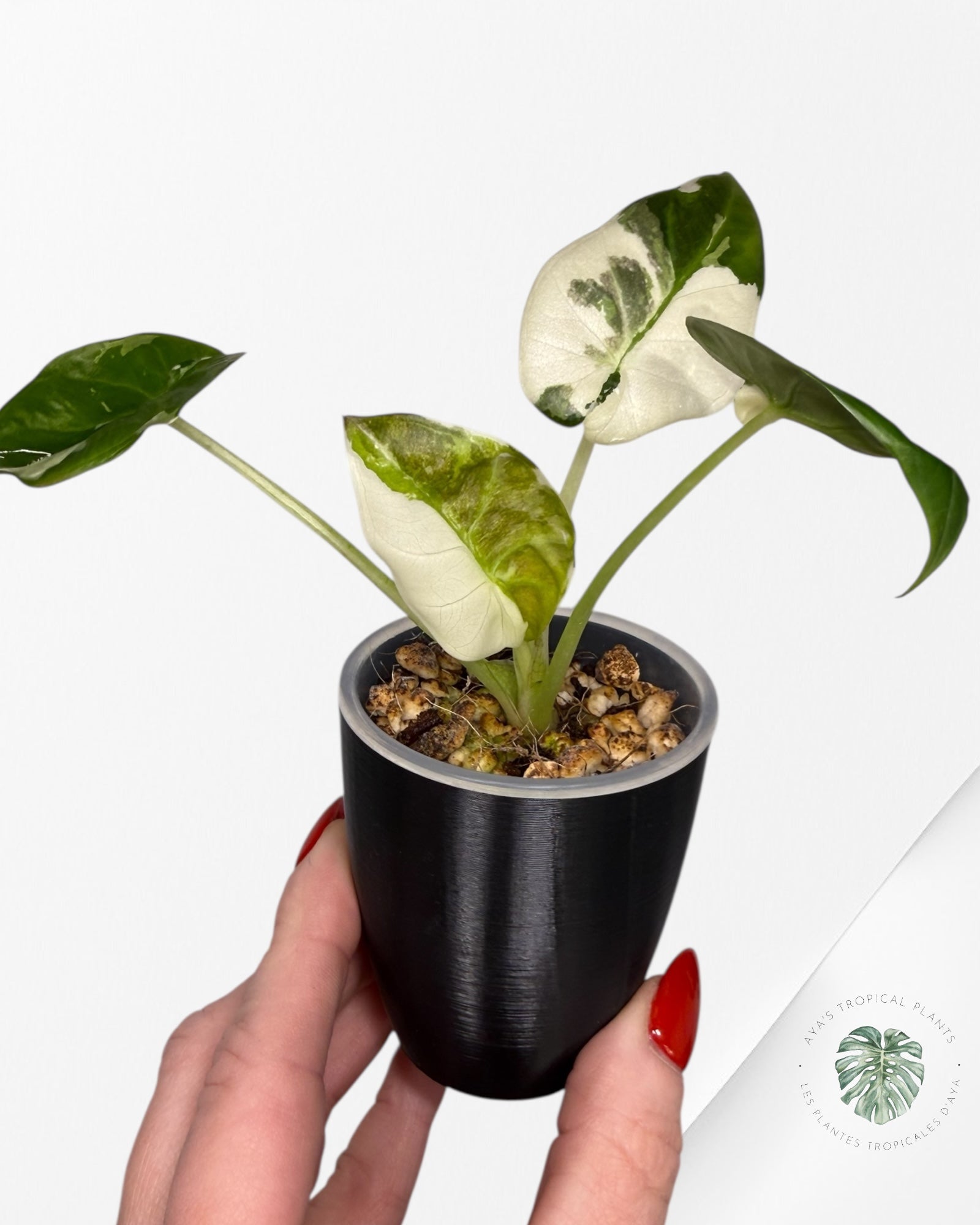 Alocasia Regal Shield Albo