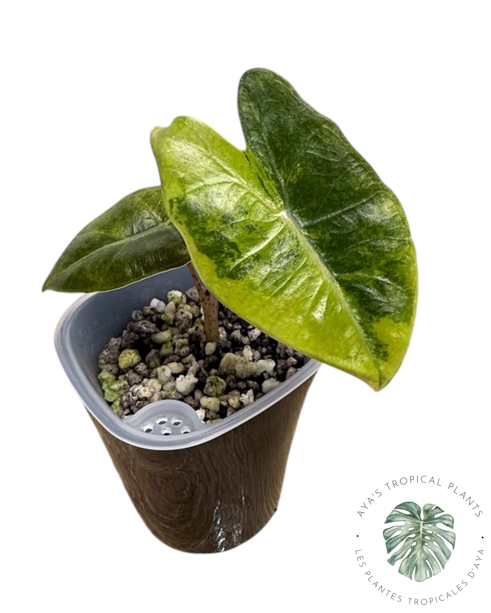 Alocasia Pseudo-Sanderiana Aurea Panaché