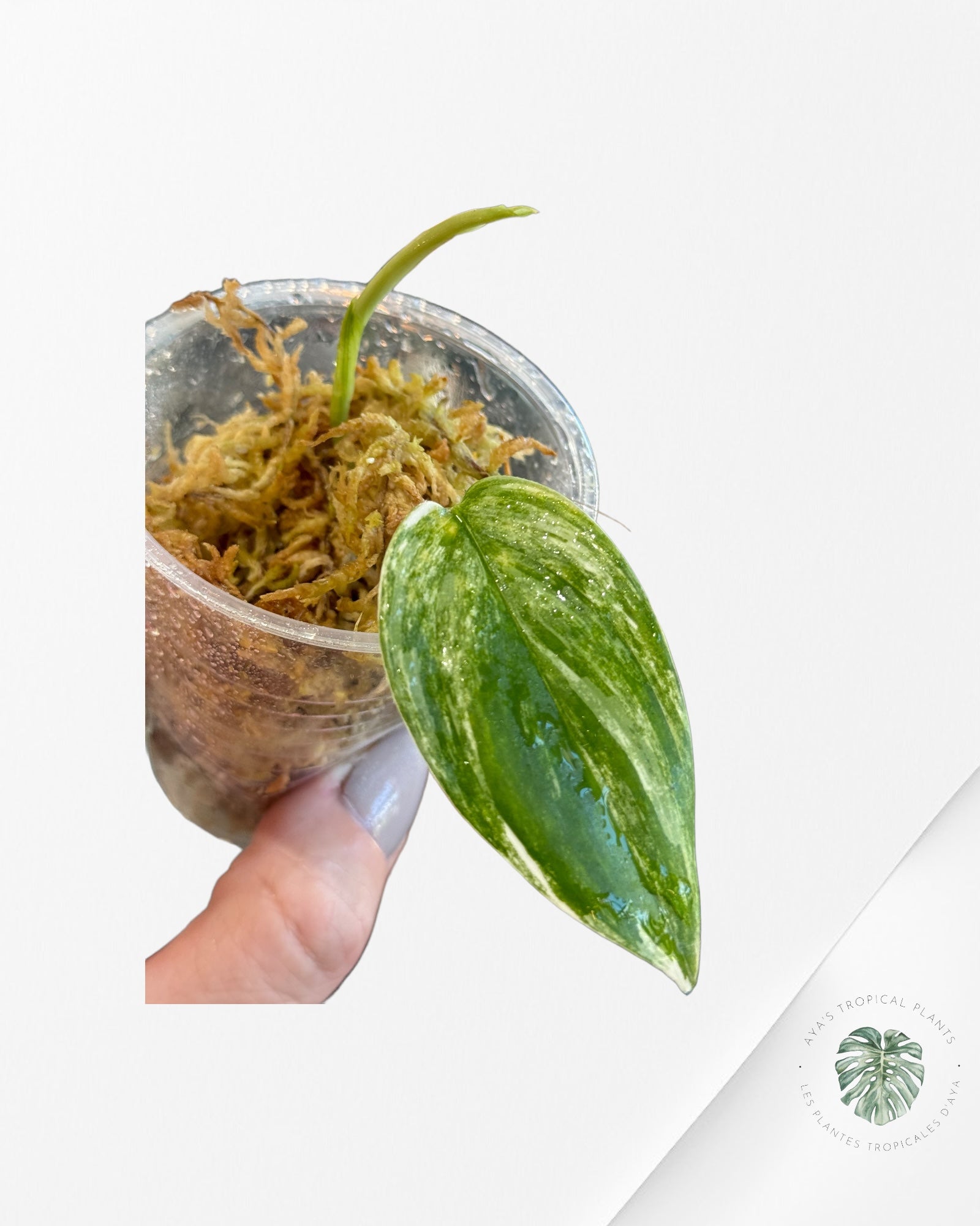Monstera Borsigiana Albo-JA32