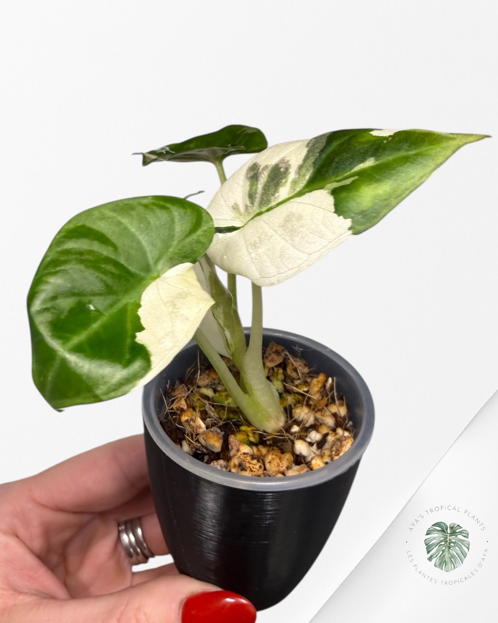Alocasia Regal Shield Albo