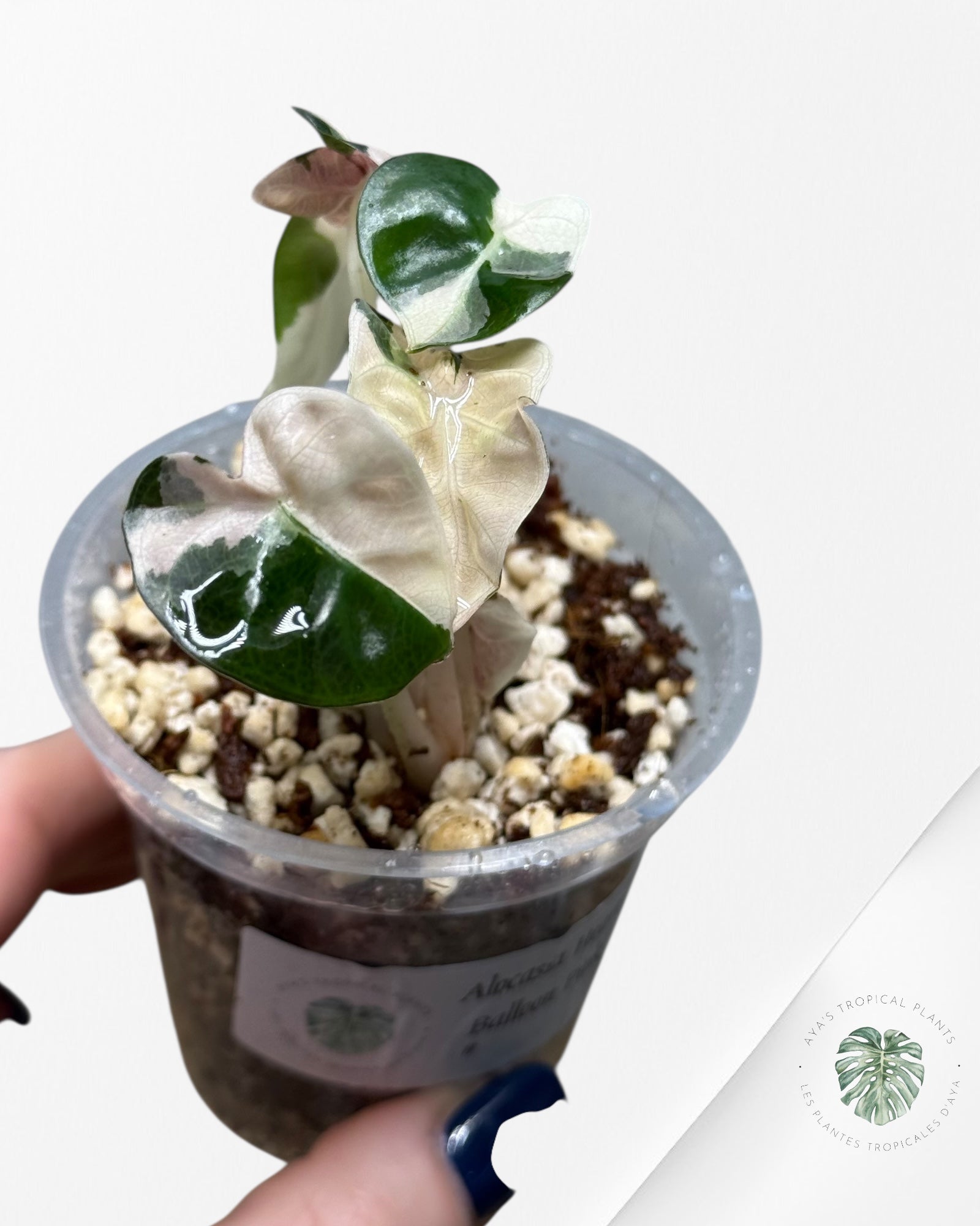 Alocasia Heart Balloon Pink variegated| Rare TC Plant| Aya's Tropical Plants