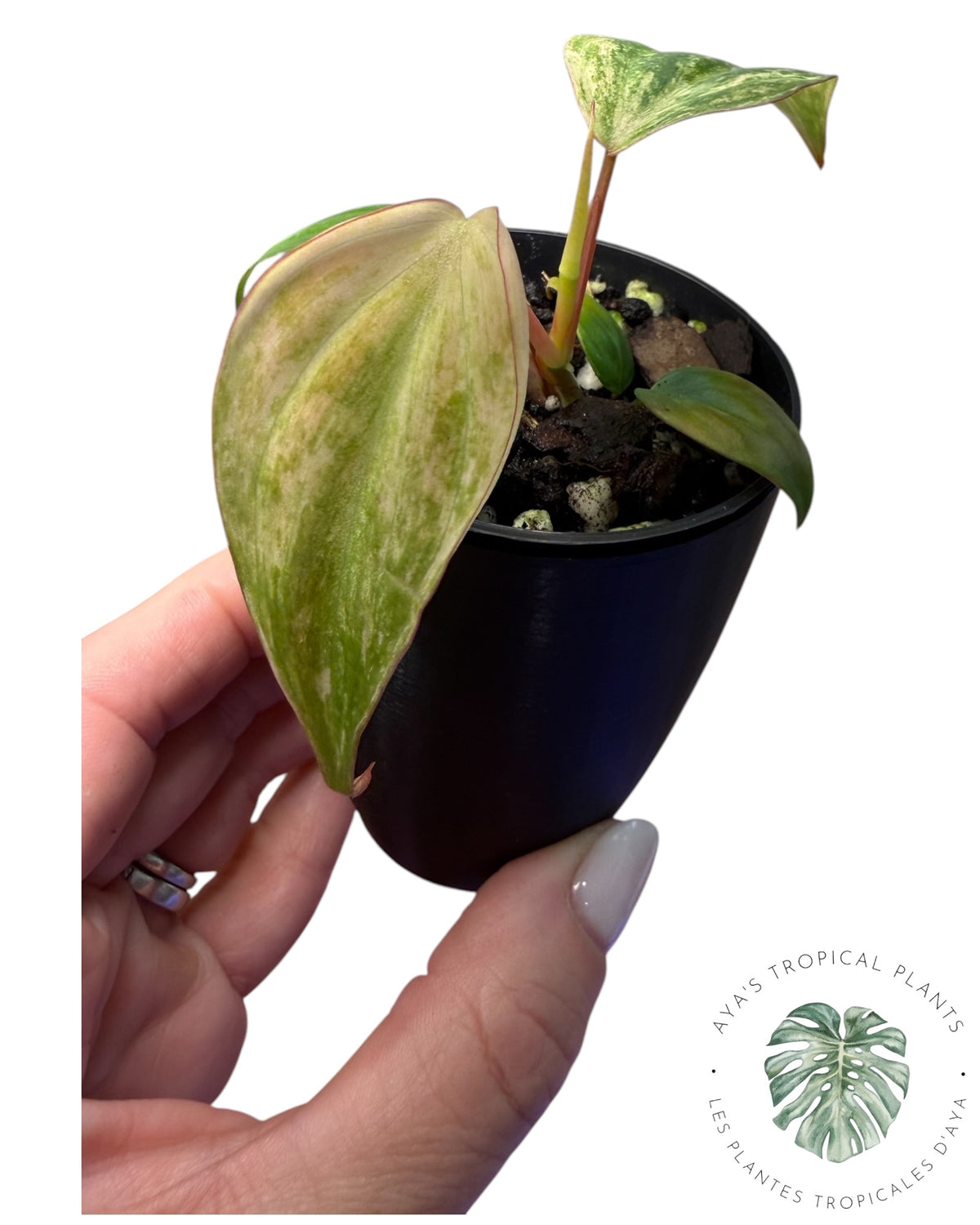 Philodendron Pink Micans Mint