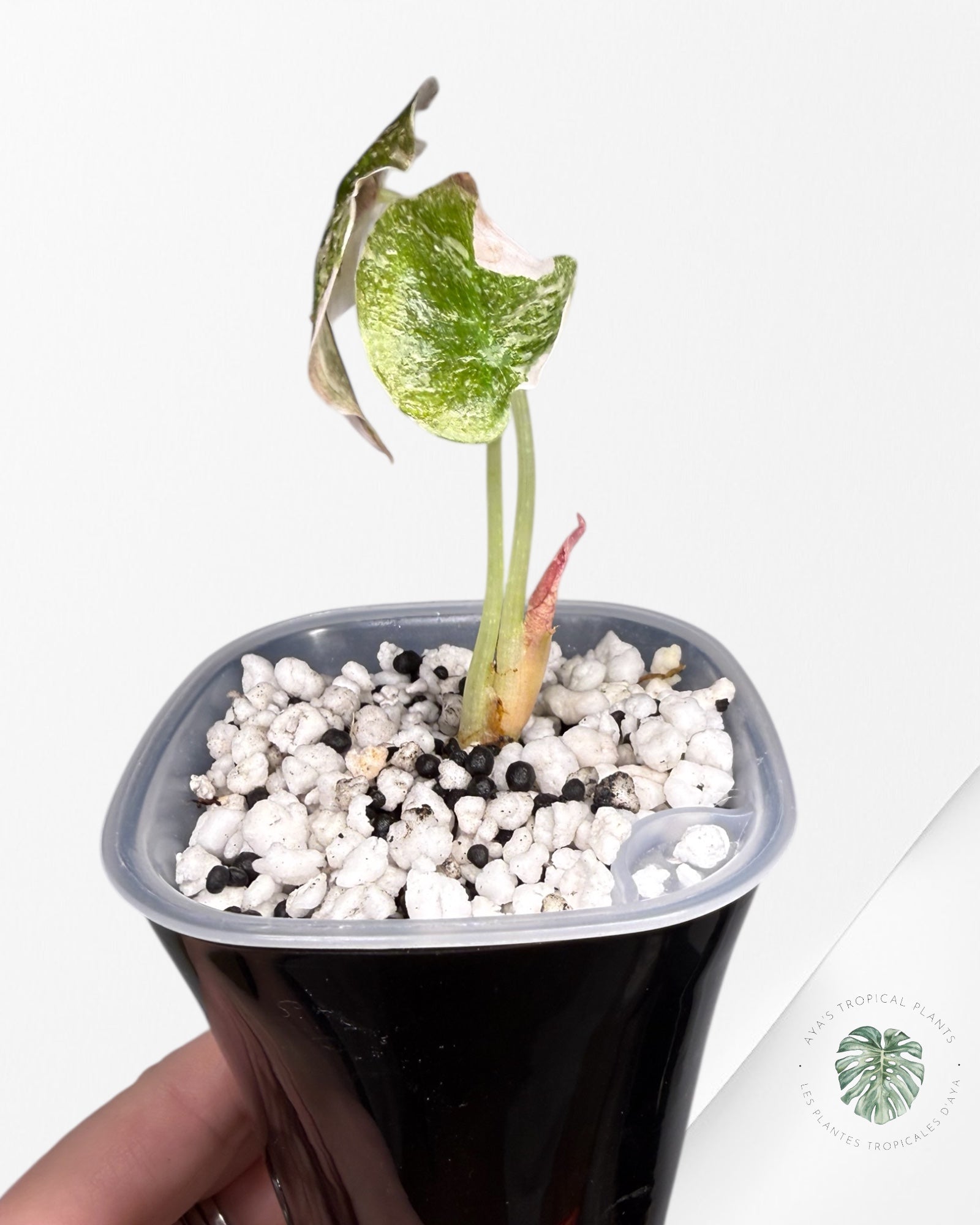 Alocasia Cuprea Albo Pink Variegated