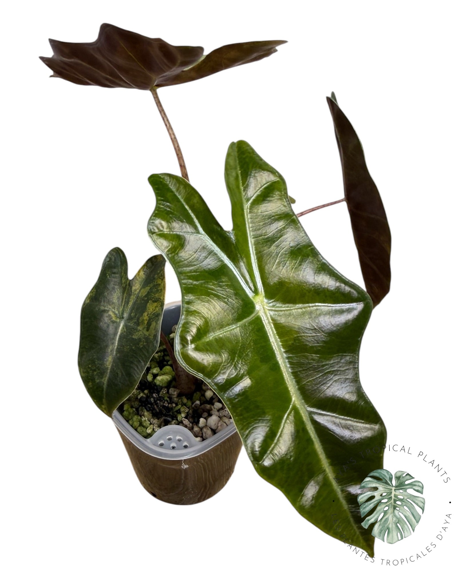 Alocasia Pseudo-Sanderiana Aurea Variegated