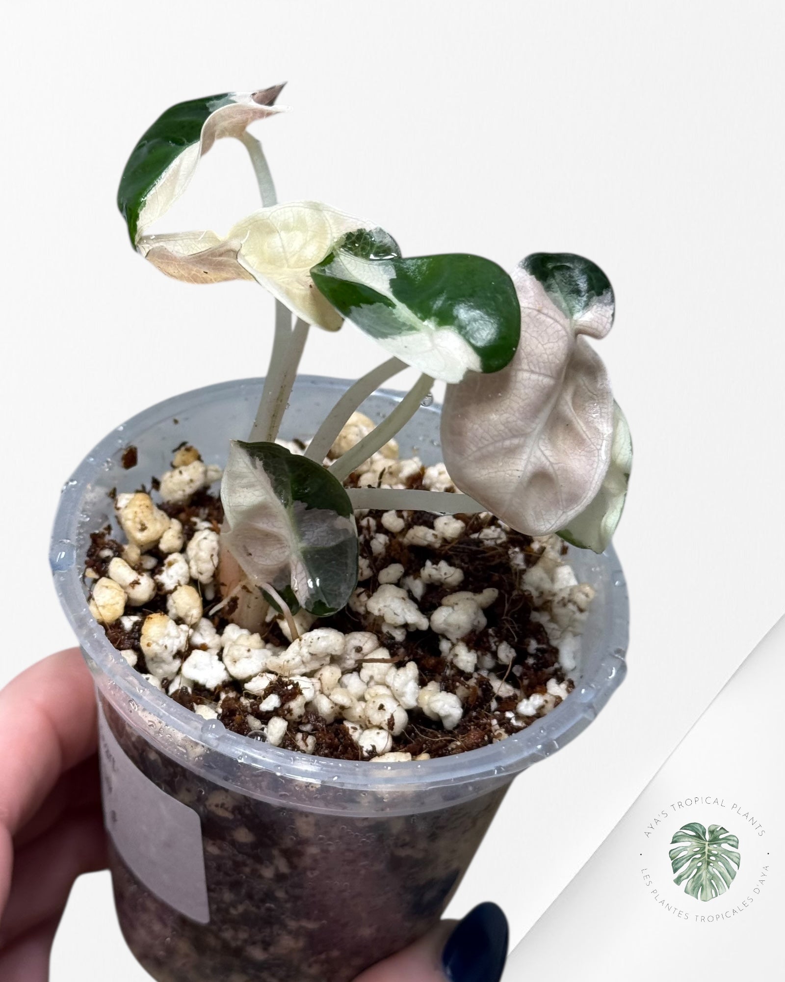 Alocasia Heart Balloon Pink variegated| Rare TC Plant| Aya's Tropical Plants