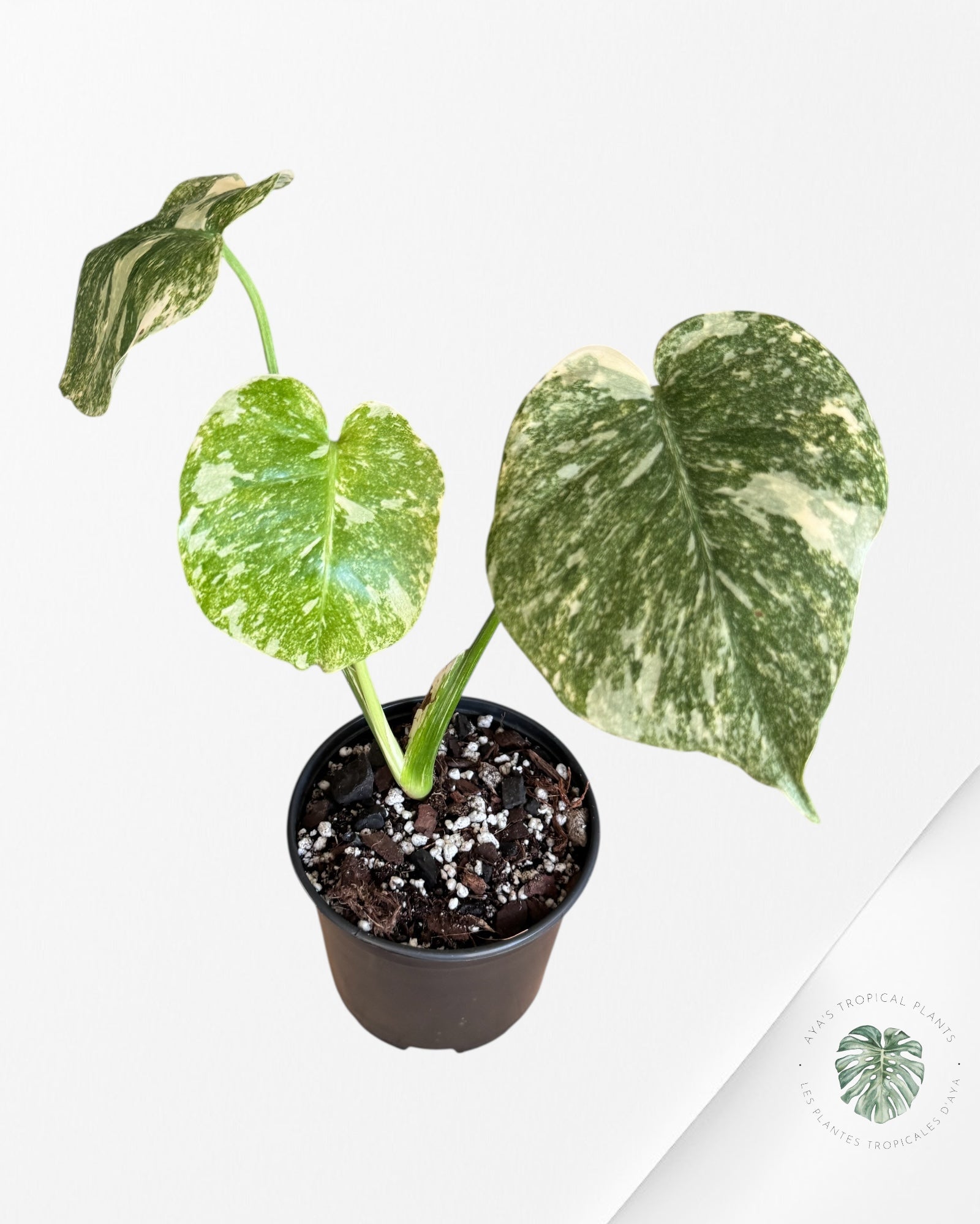 Monstera Legacy - 02