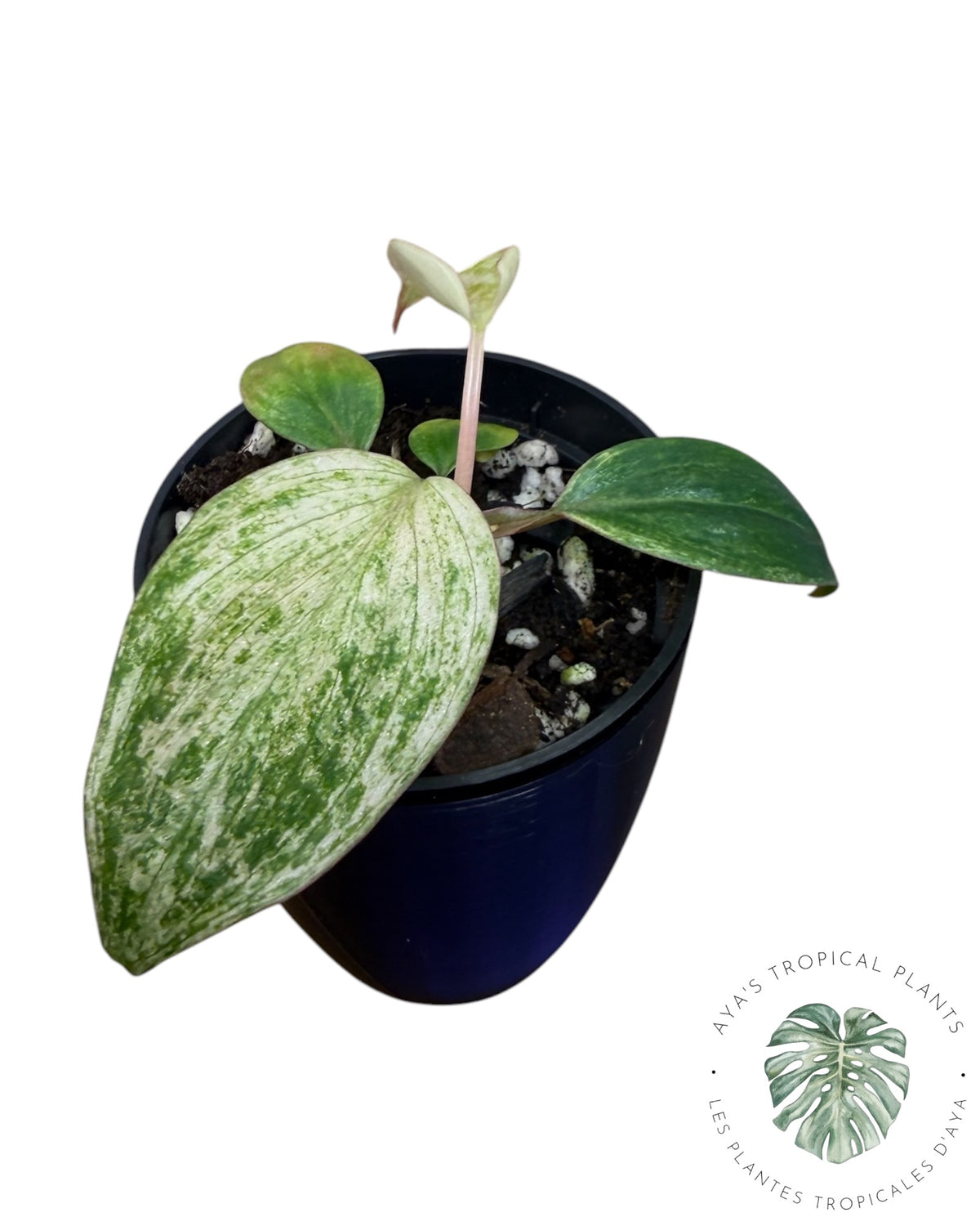 Philodendron Pink Micans Mint