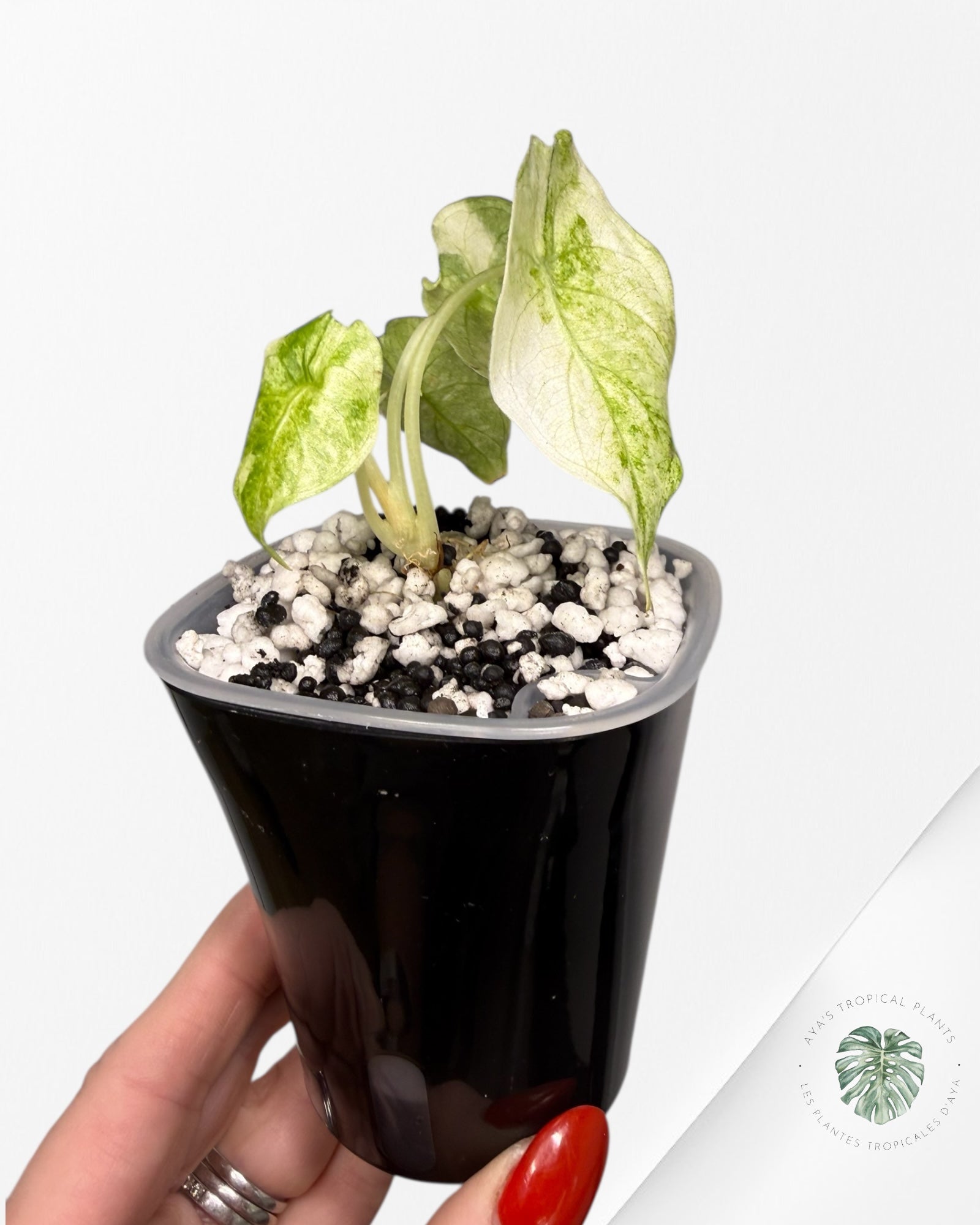 Alocasia Watsoniana rose brillant panaché