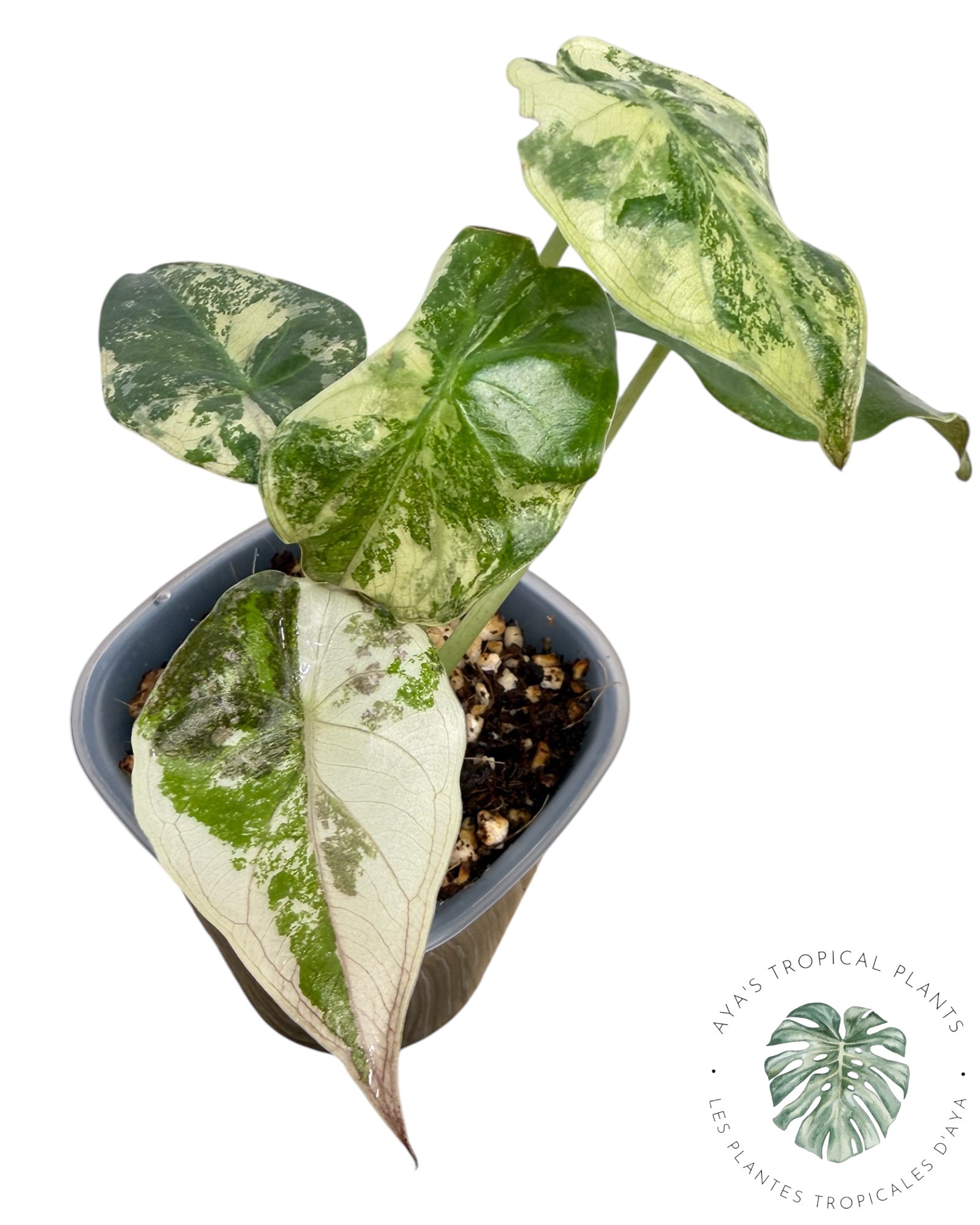 Alocasia Wentii Albo Pink Variegated