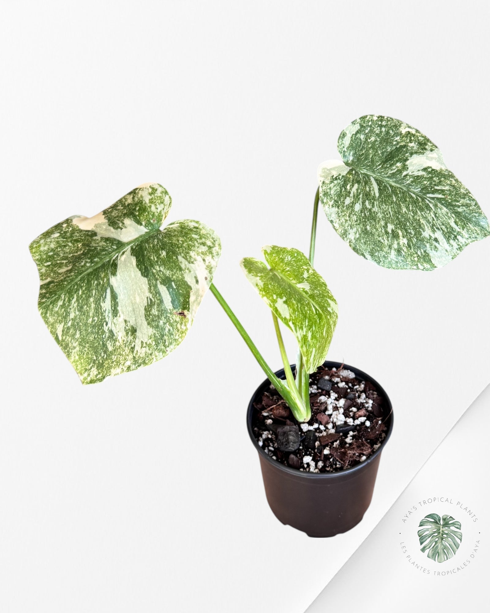 Monstera Legacy - 02