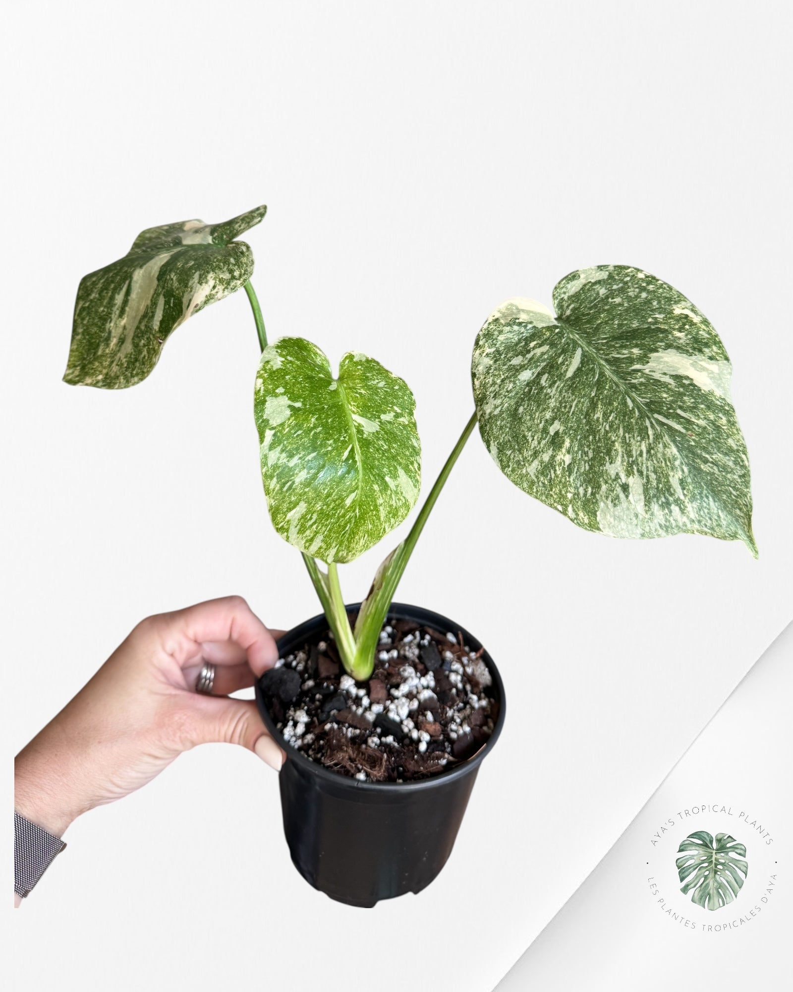 Monstera Legacy - 02