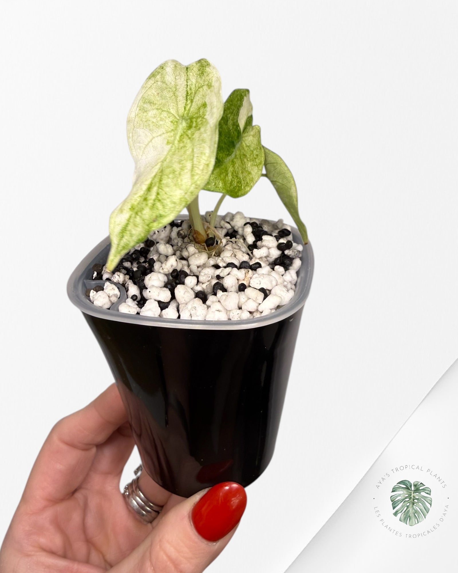 Alocasia Watsoniana Glossy Pink Variegated