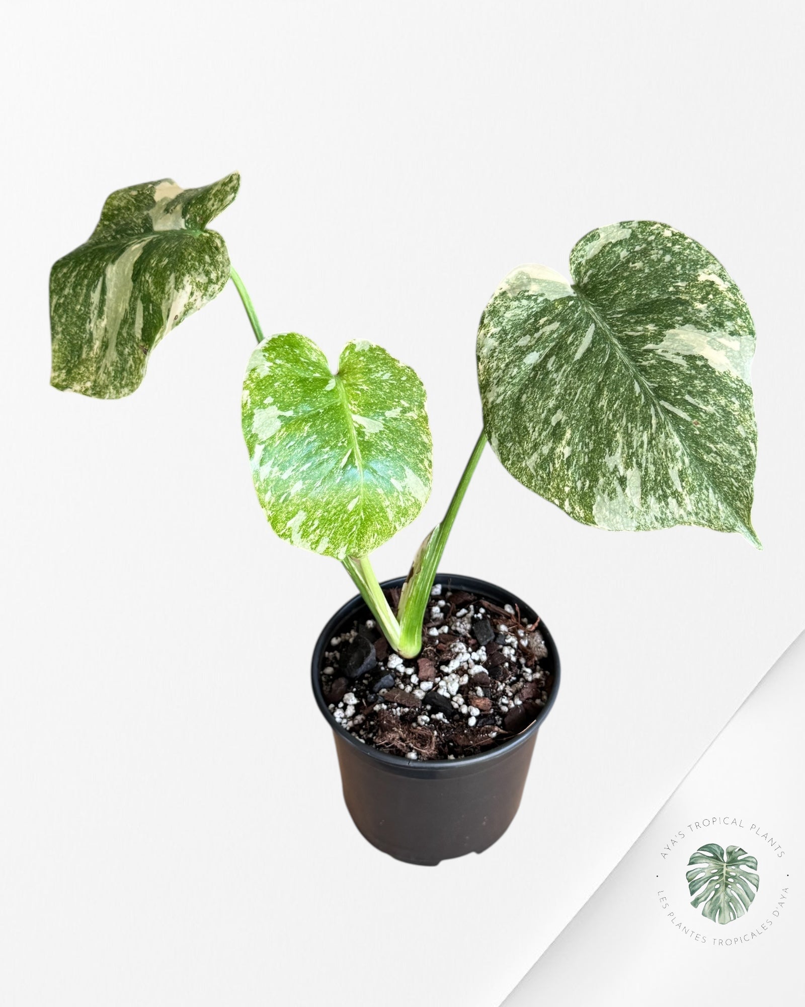 Monstera Legacy - 02