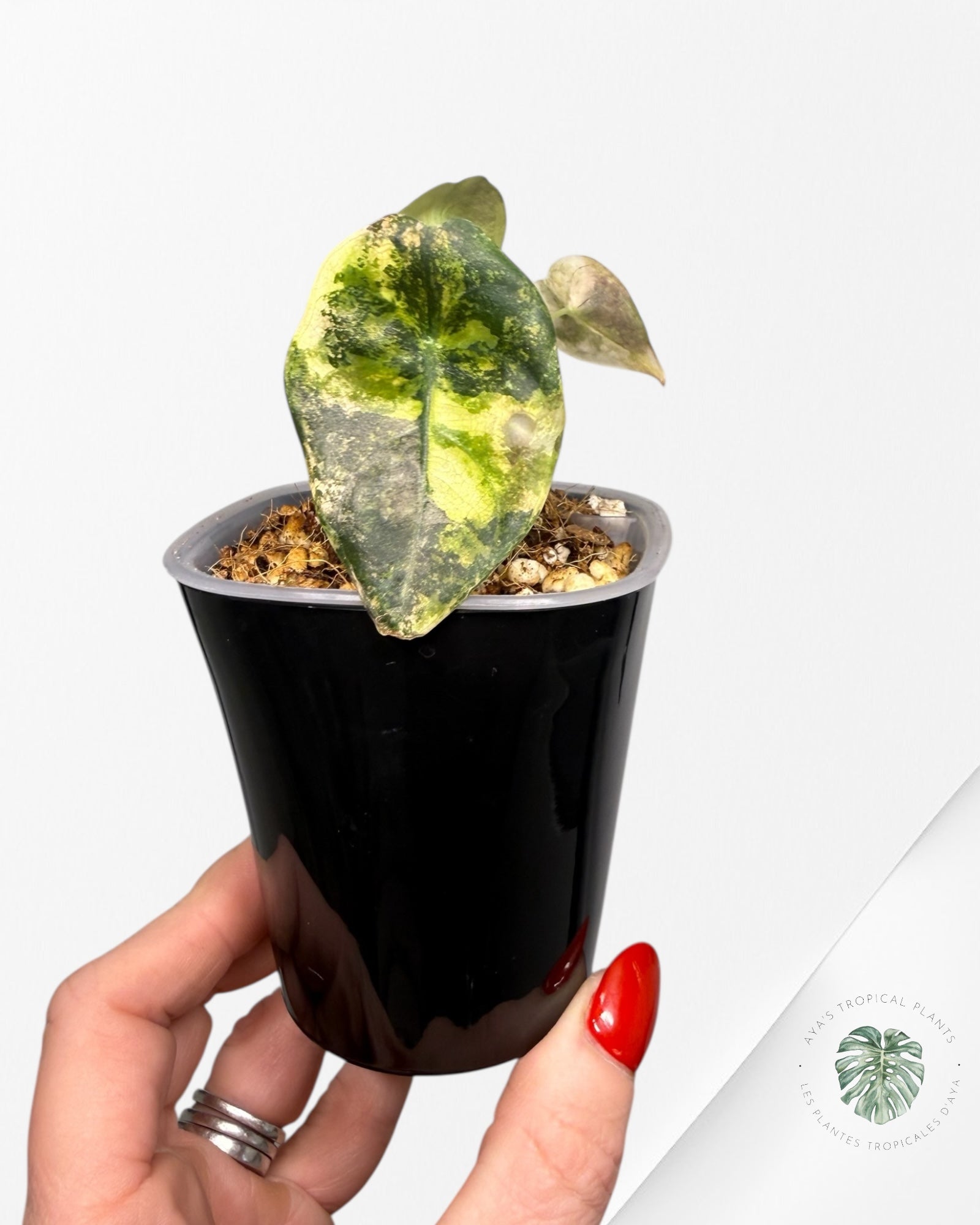 Alocasia Sedenii Aurea Variegated