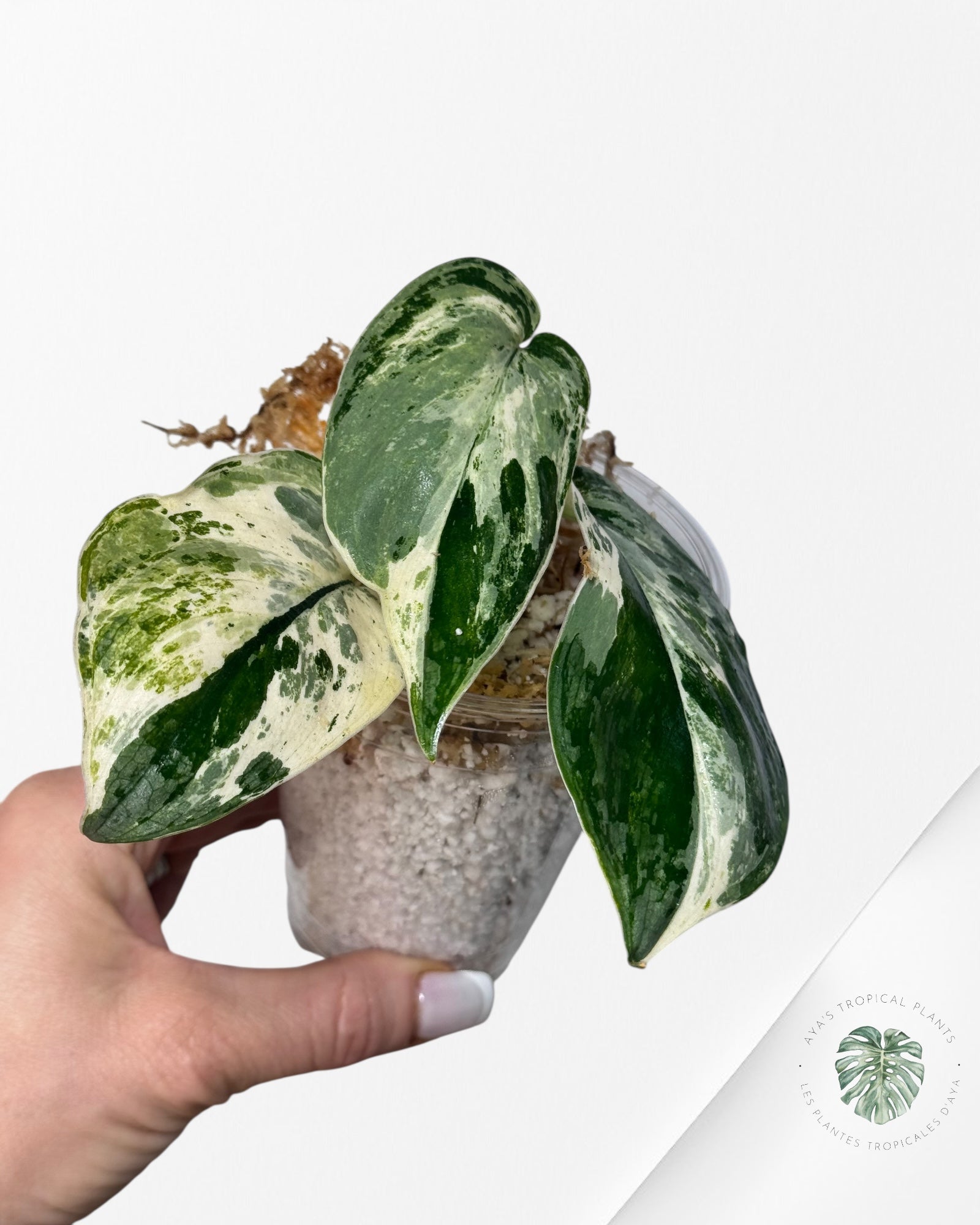 Scindapsus Silver Splash Variagated