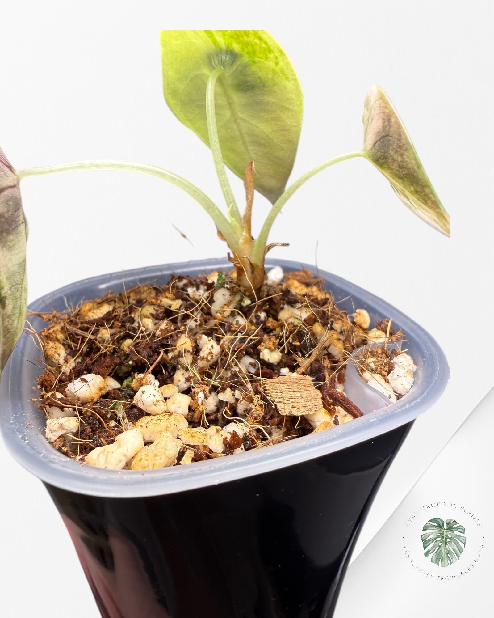 Alocasia Sedenii Aurea Variegated