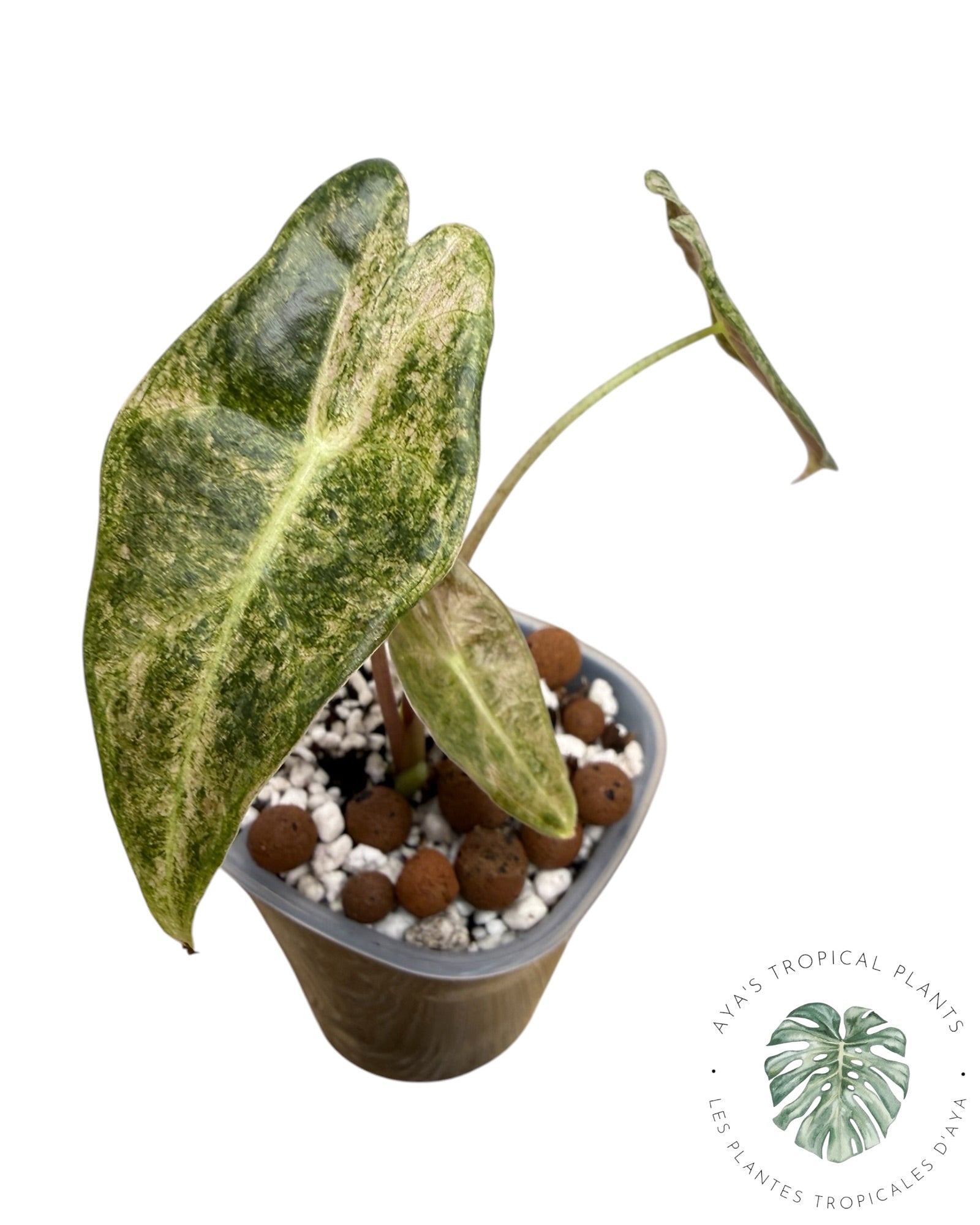 Alocasia Black Satun Pink Stardust Variegated