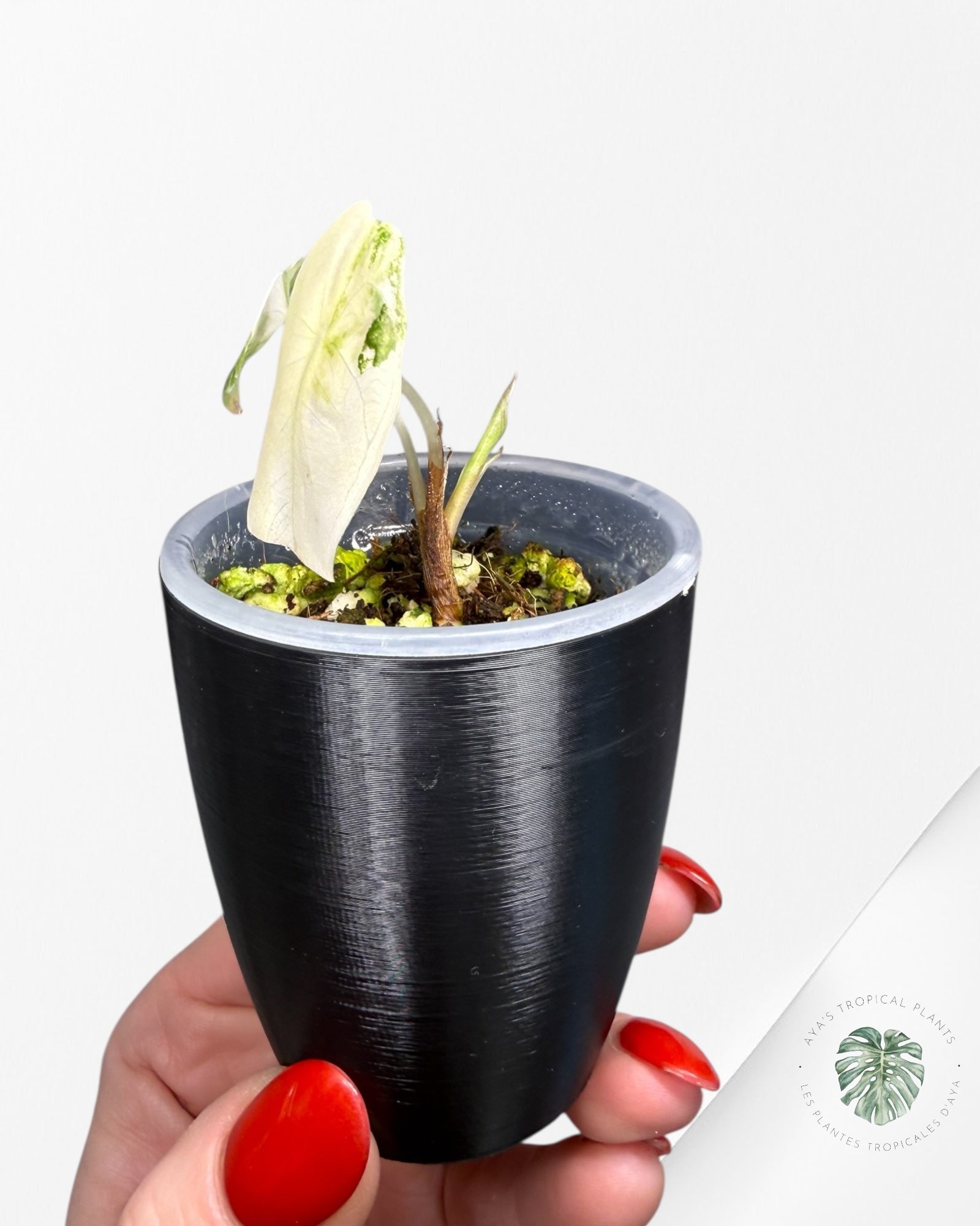 Alocasia Sedenii Aurea Variegated