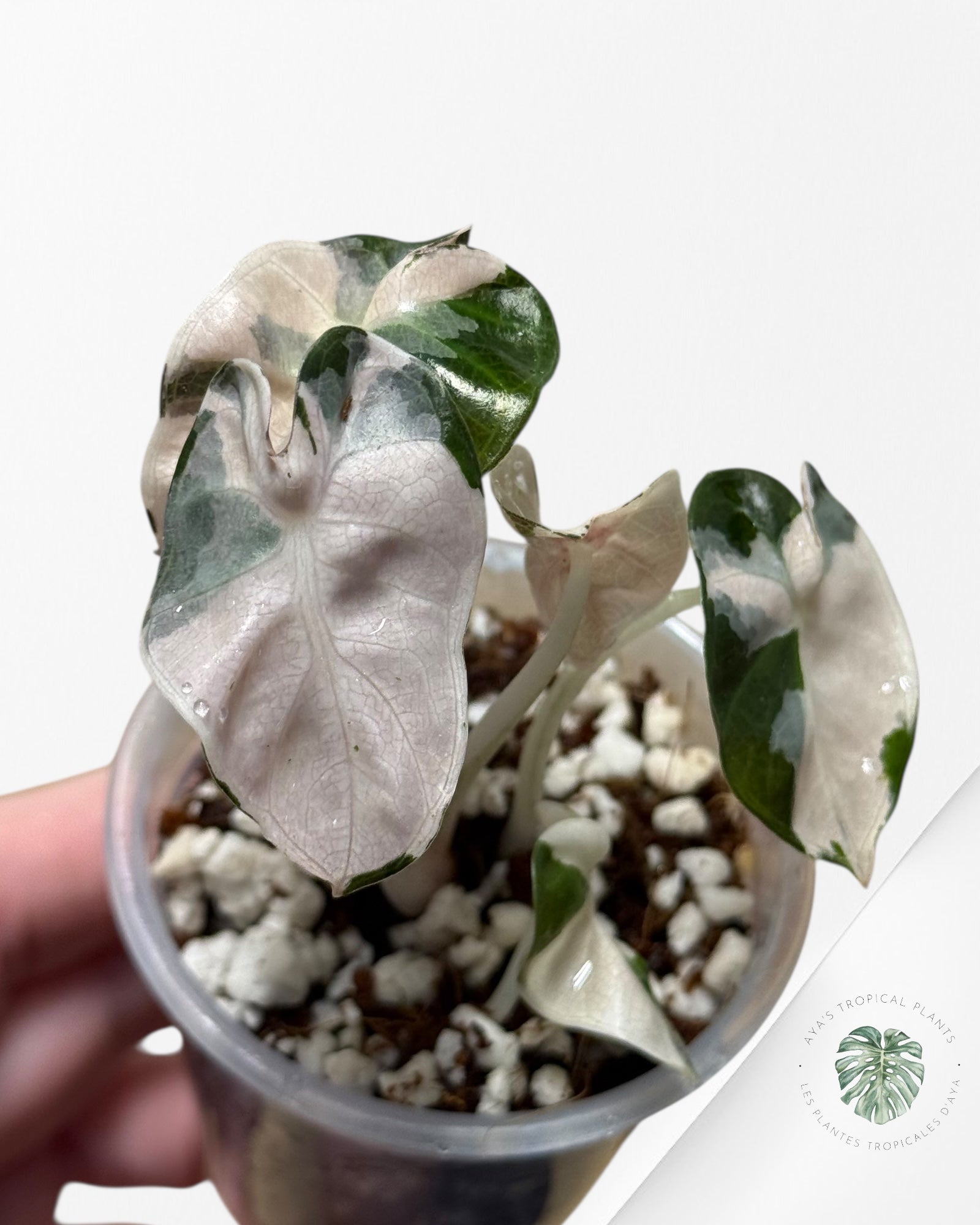 Alocasia Heart Balloon Pink variegated| Rare TC Plant| Aya's Tropical Plants