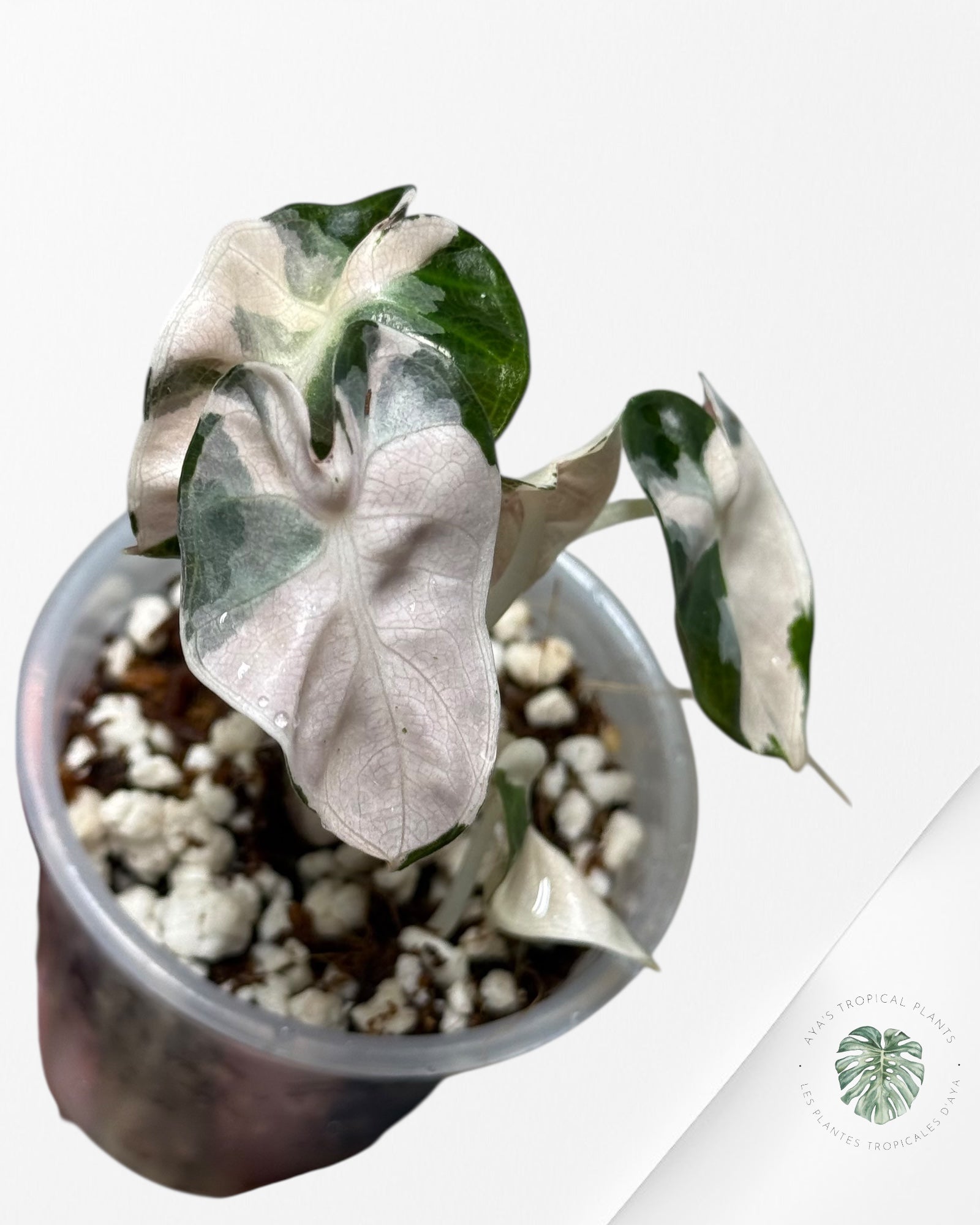 Alocasia Heart Balloon Pink variegated| Rare TC Plant| Aya's Tropical Plants