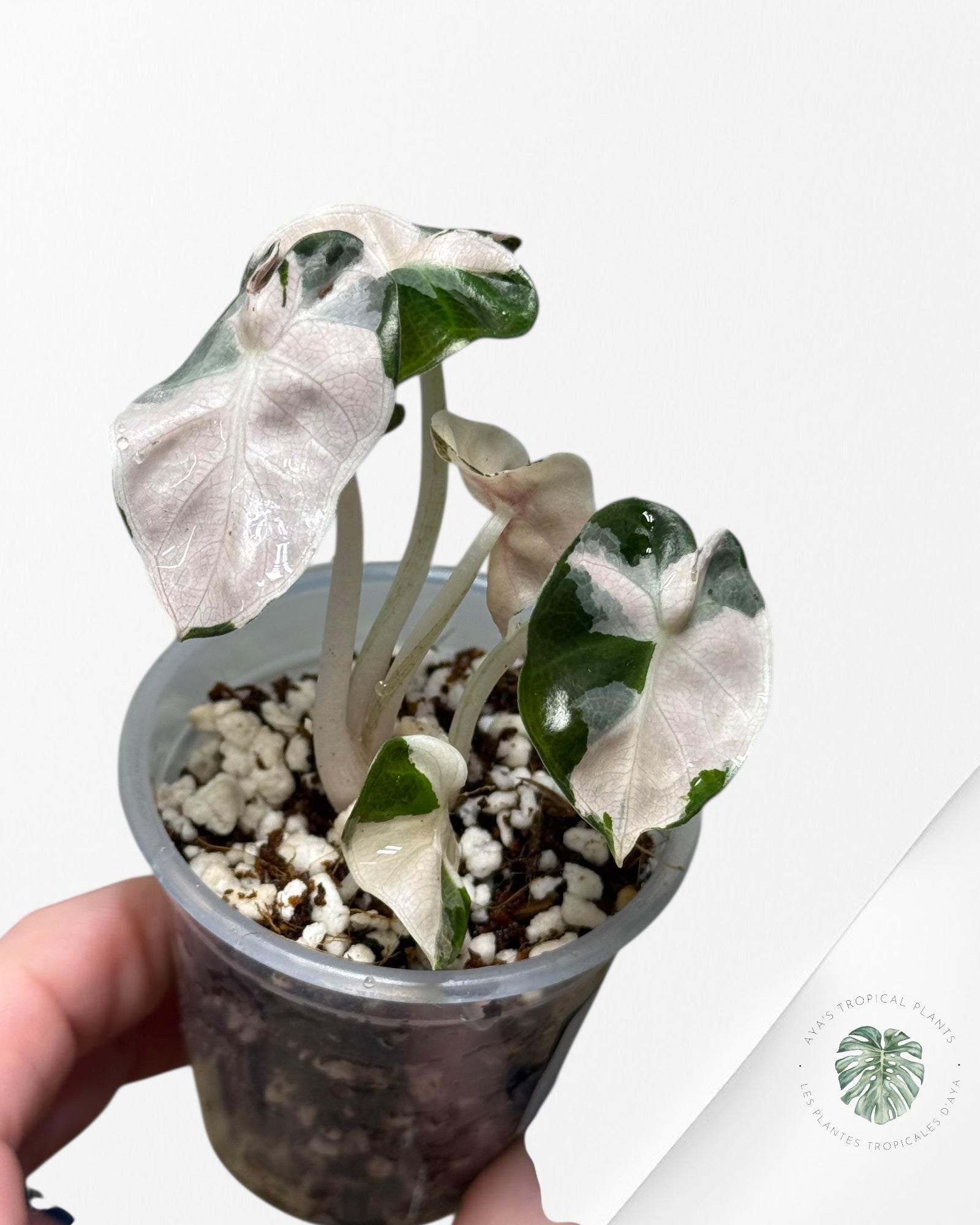 Alocasia Heart Balloon Pink variegated| Rare TC Plant| Aya's Tropical Plants