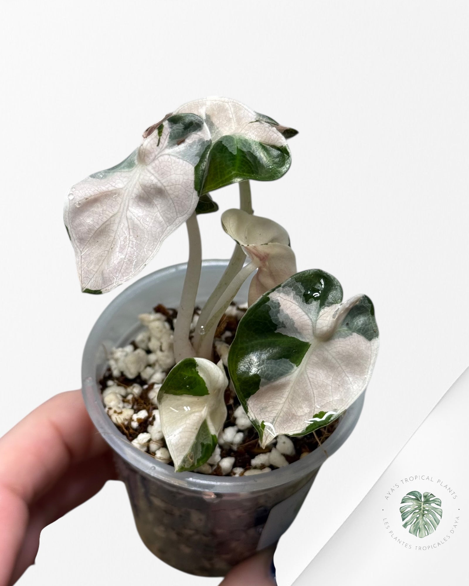 Alocasia Heart Balloon Pink variegated| Rare TC Plant| Aya's Tropical Plants