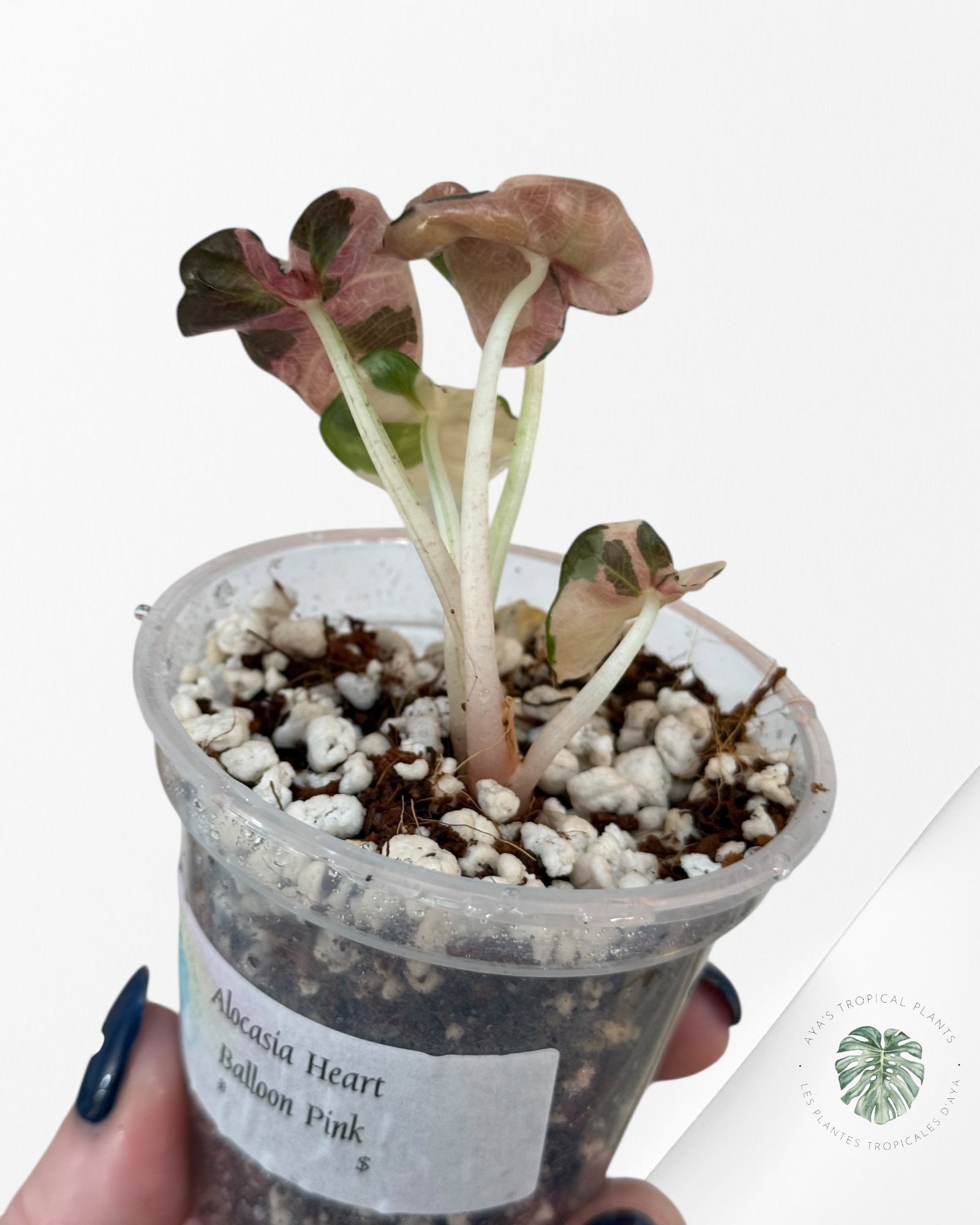 Alocasia Heart Balloon Pink variegated| Rare TC Plant| Aya's Tropical Plants