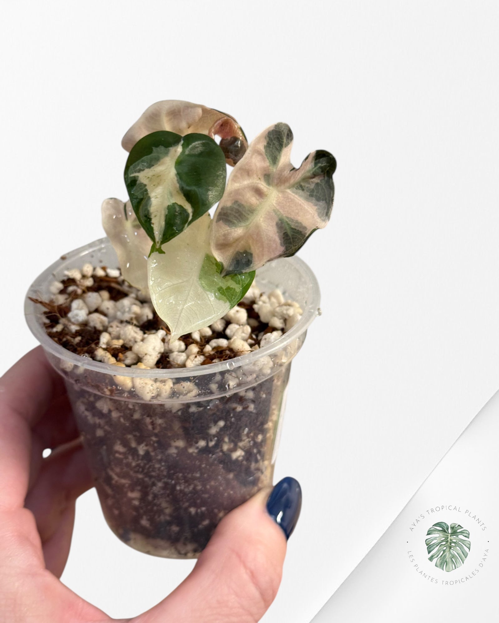 Alocasia Heart Balloon Pink variegated| Rare TC Plant| Aya's Tropical Plants