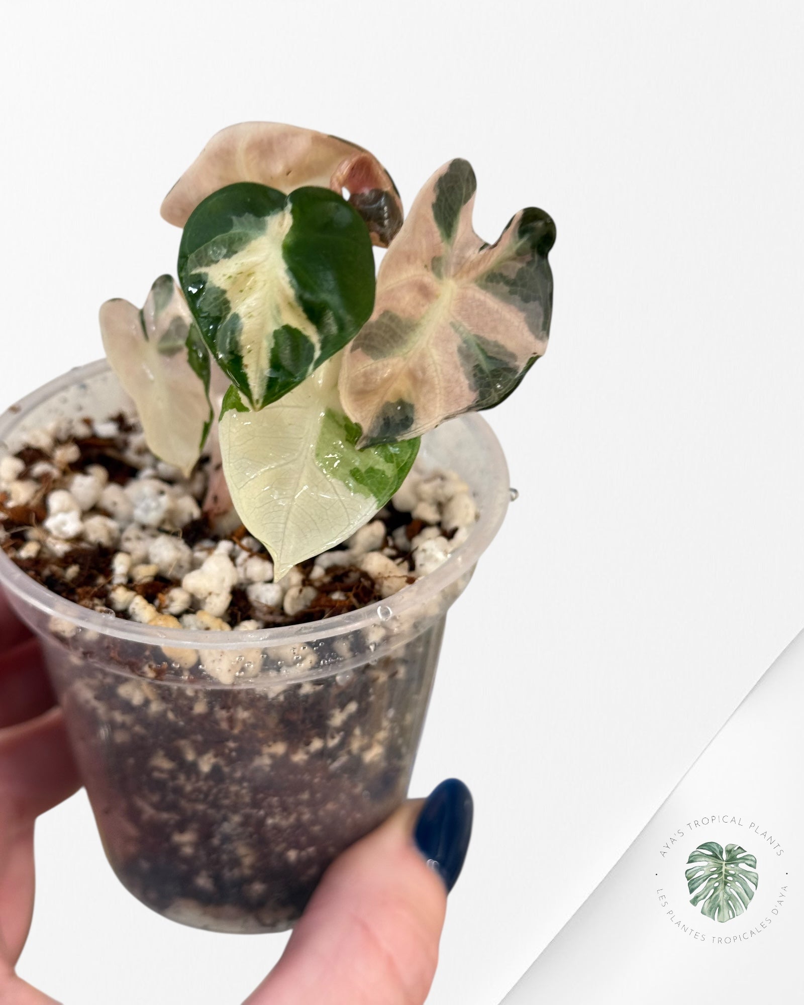 Alocasia Heart Balloon Pink variegated| Rare TC Plant| Aya's Tropical Plants