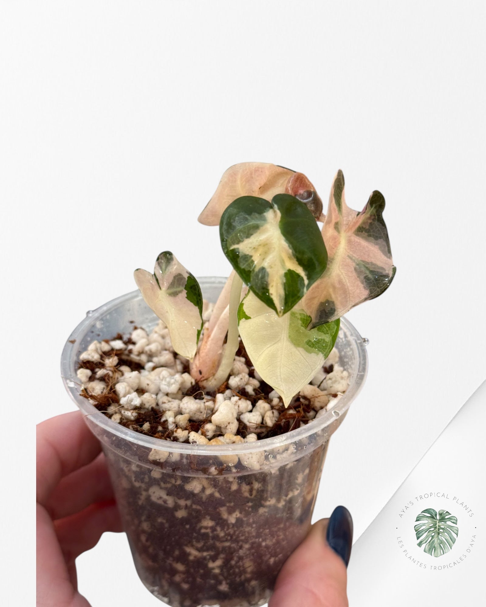 Alocasia Heart Balloon Pink variegated| Rare TC Plant| Aya's Tropical Plants