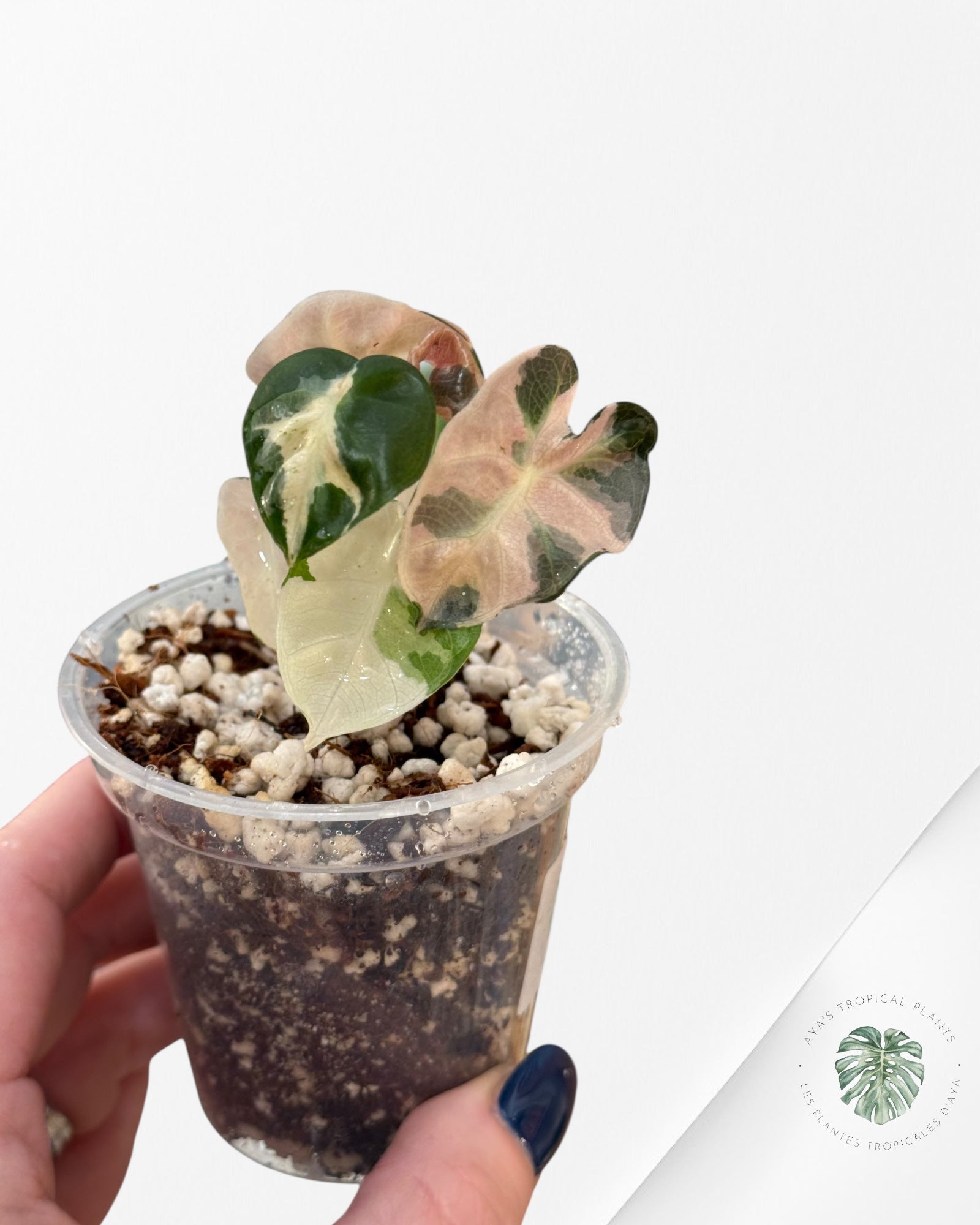 Alocasia Heart Balloon Pink variegated| Rare TC Plant| Aya's Tropical Plants