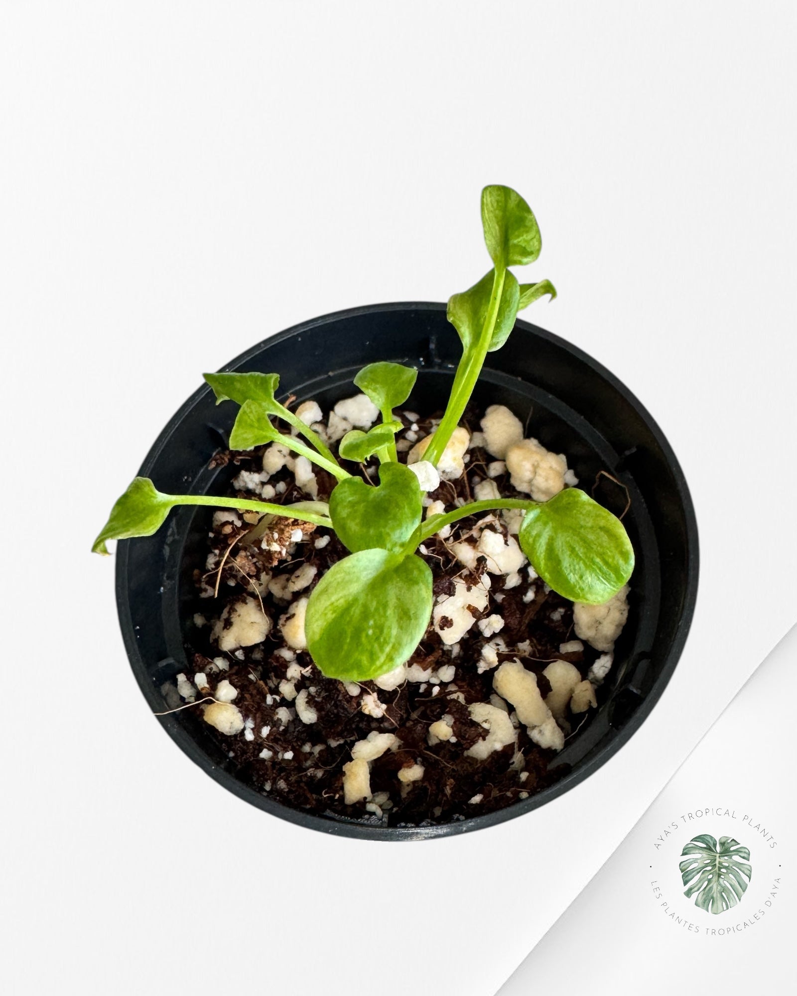 Philodendron Xanadu panaché - TC6