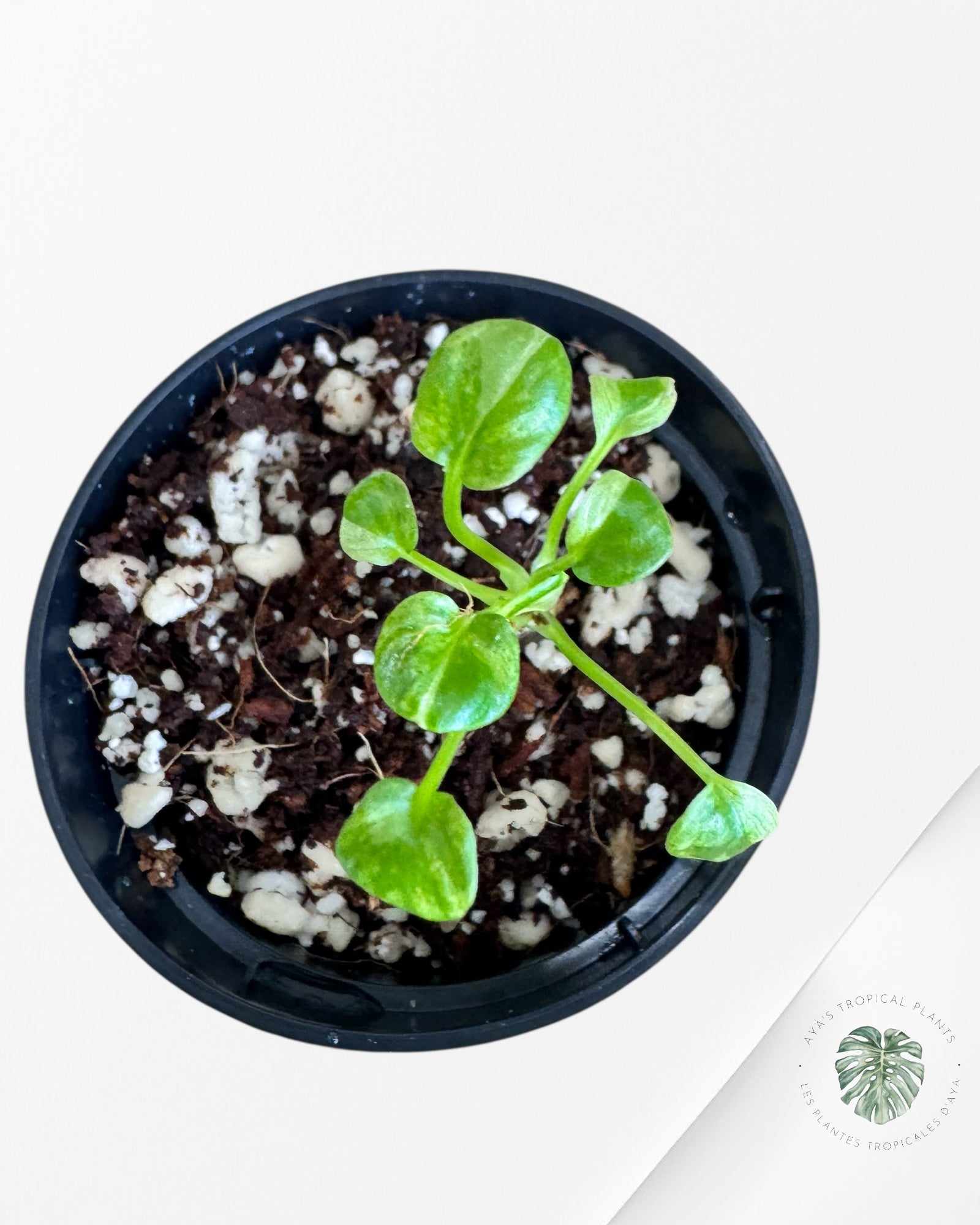 Philodendron Xanadu panaché - TC4