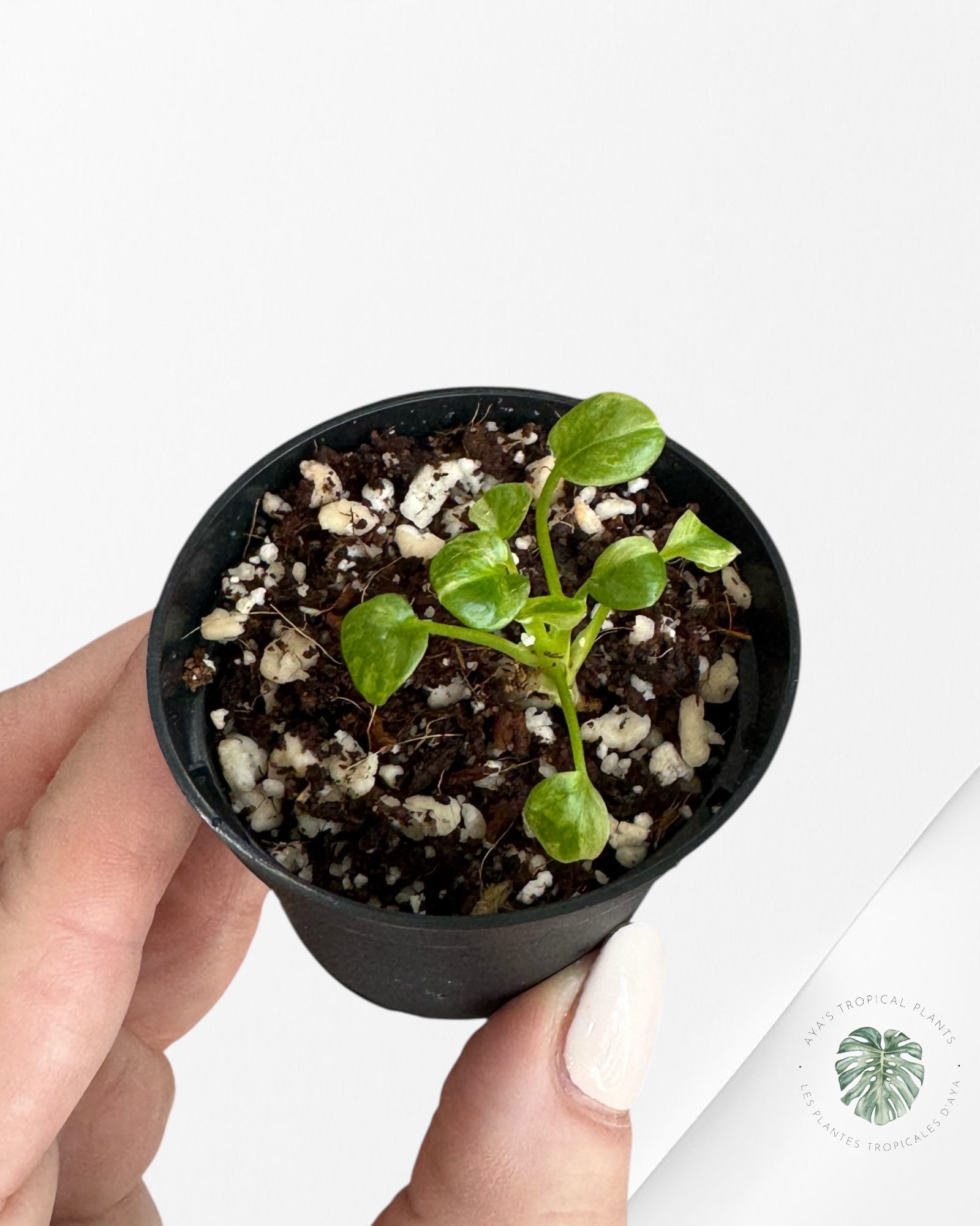 Philodendron Xanadu panaché - TC4