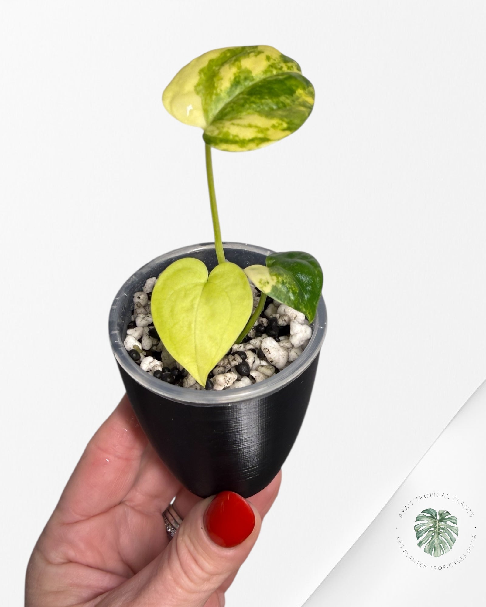 Anthurium Clarinervium Aurea Variegated