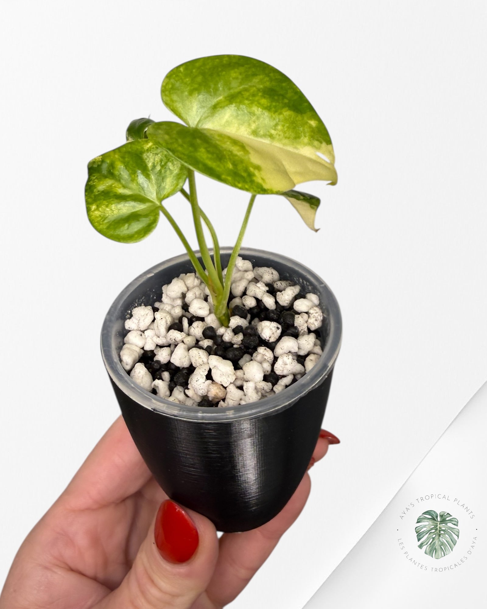 Anthurium Clarinervium Aurea Variegated