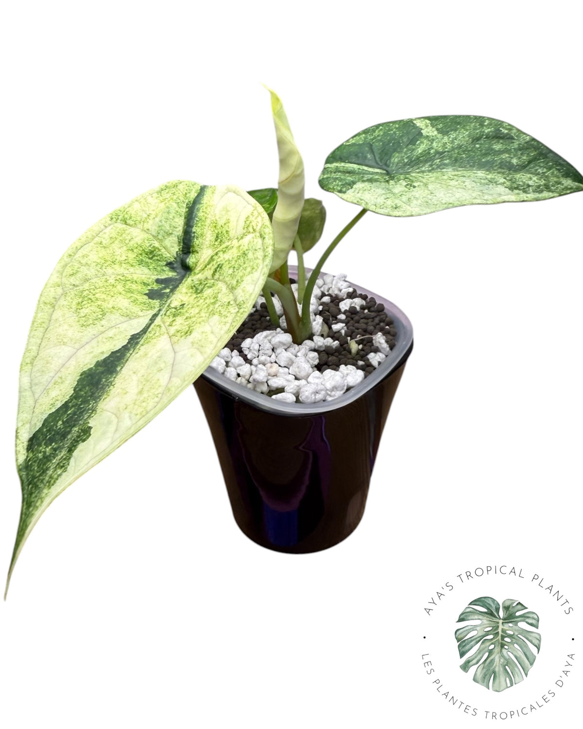 Alocasia Aegis Mint Variegated