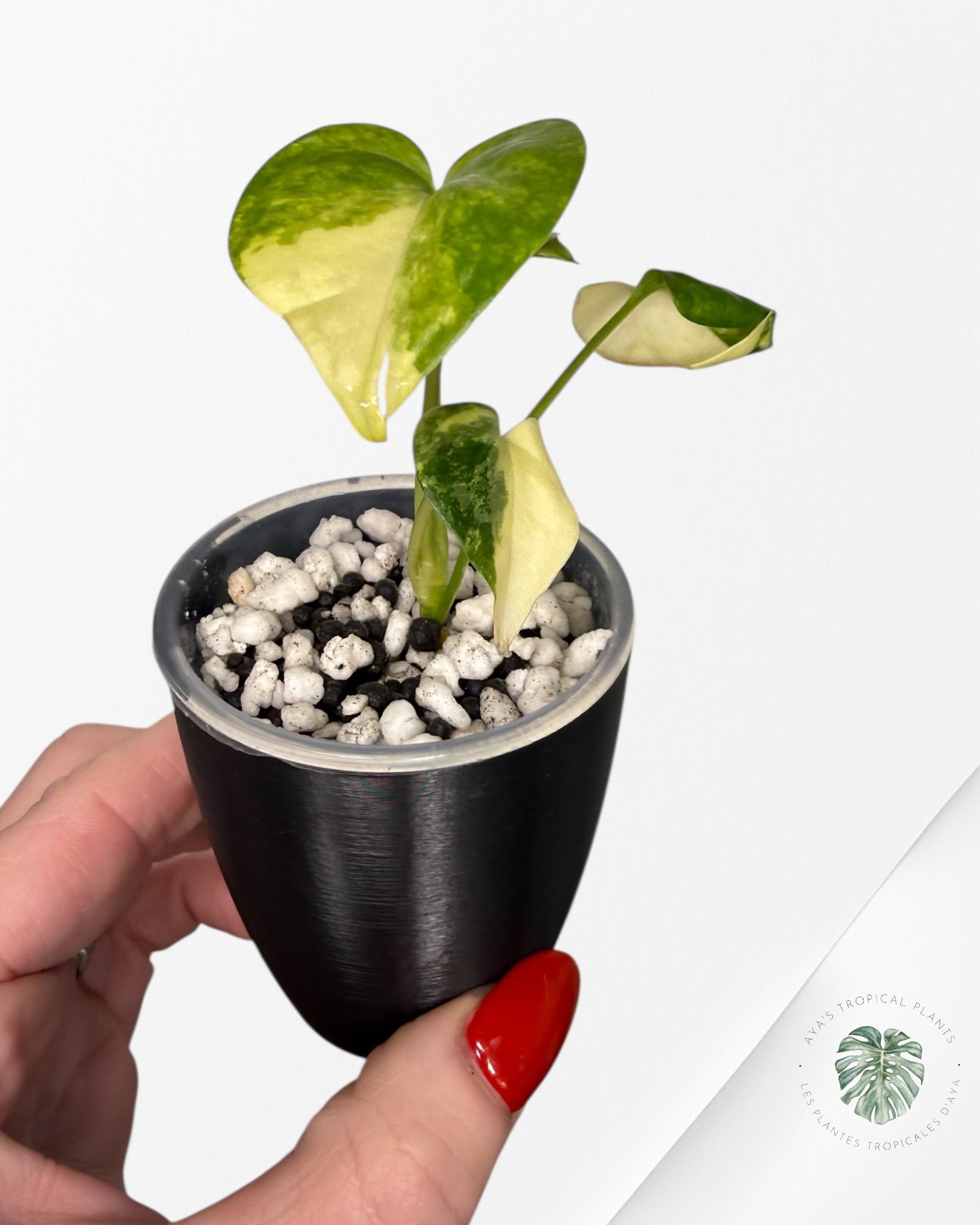 Anthurium Clarinervium Aurea Variegated