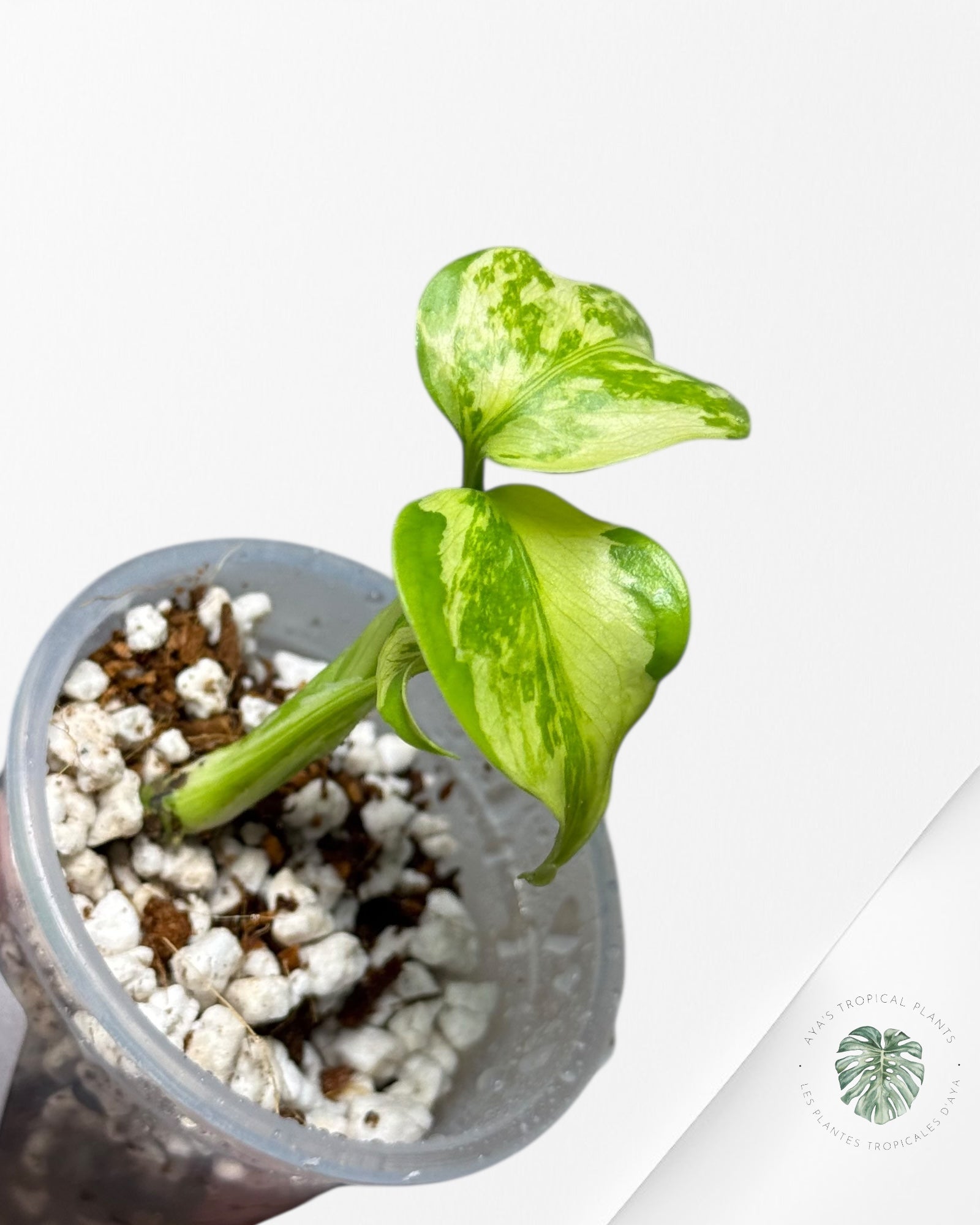 Monstera Deliciosa Electrolyte |Rare TC Plant | Aya's Tropical Plants