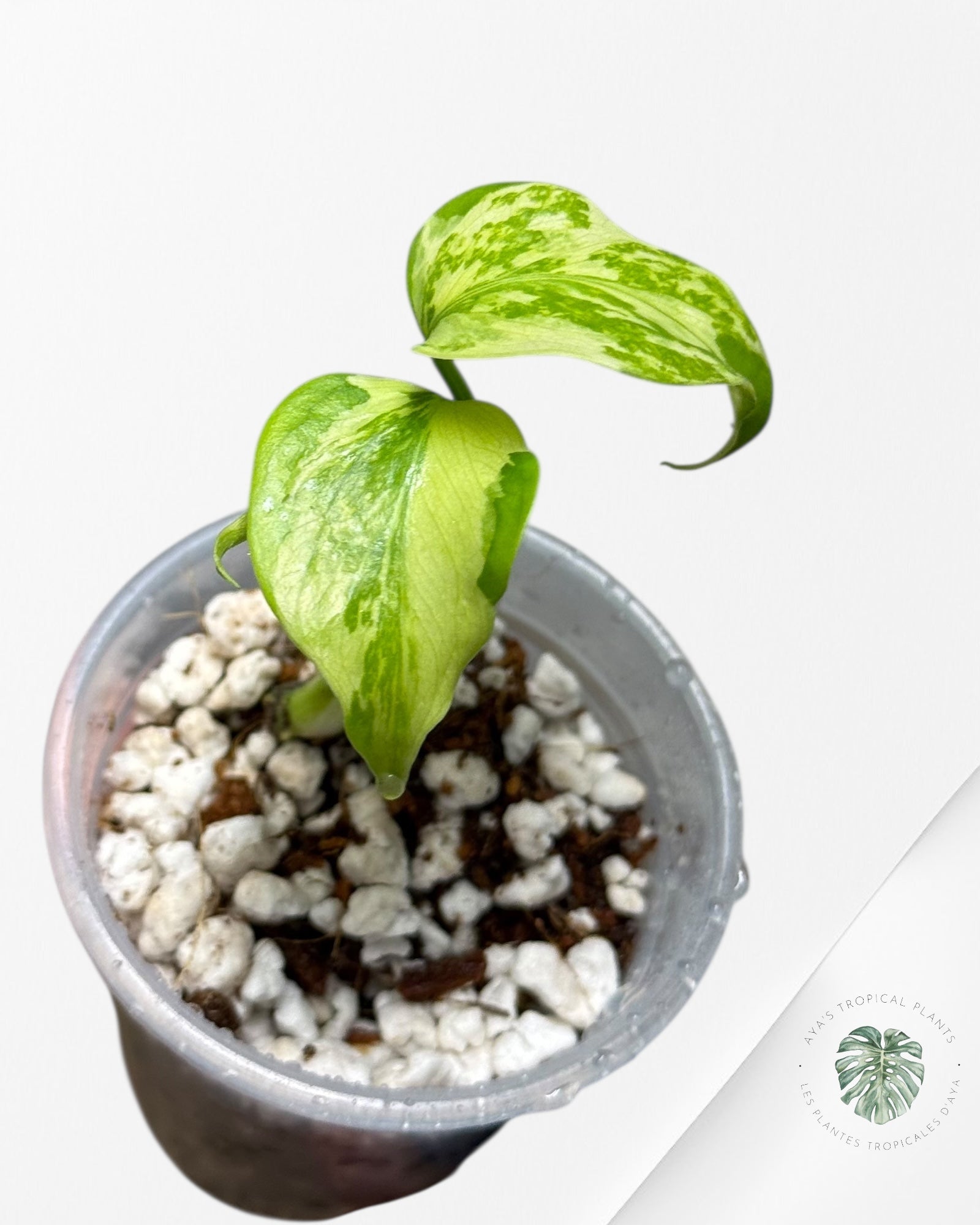 Monstera Deliciosa Electrolyte |Rare TC Plant | Aya's Tropical Plants