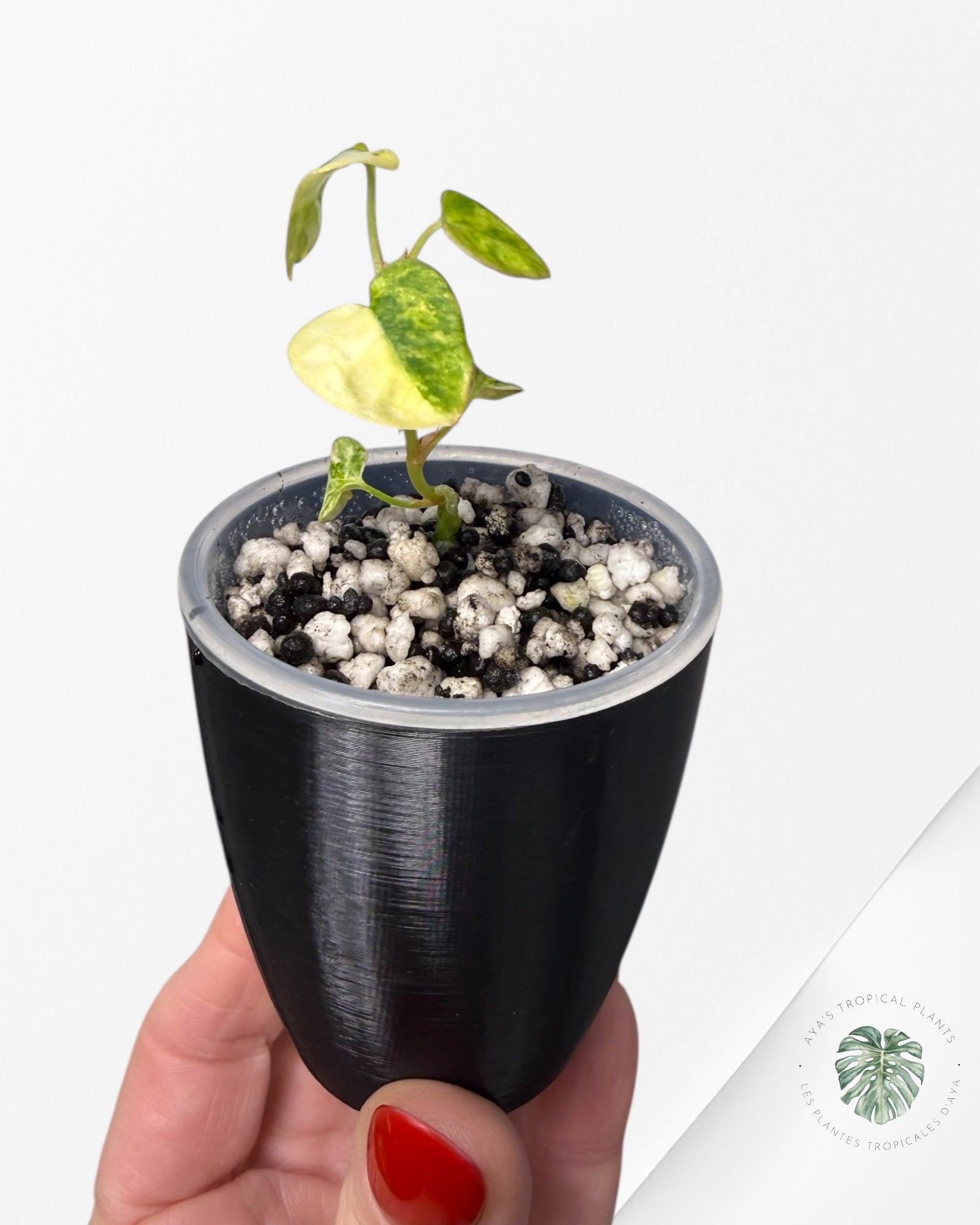 Anthurium Papillilaminum X Magnificum Variegated