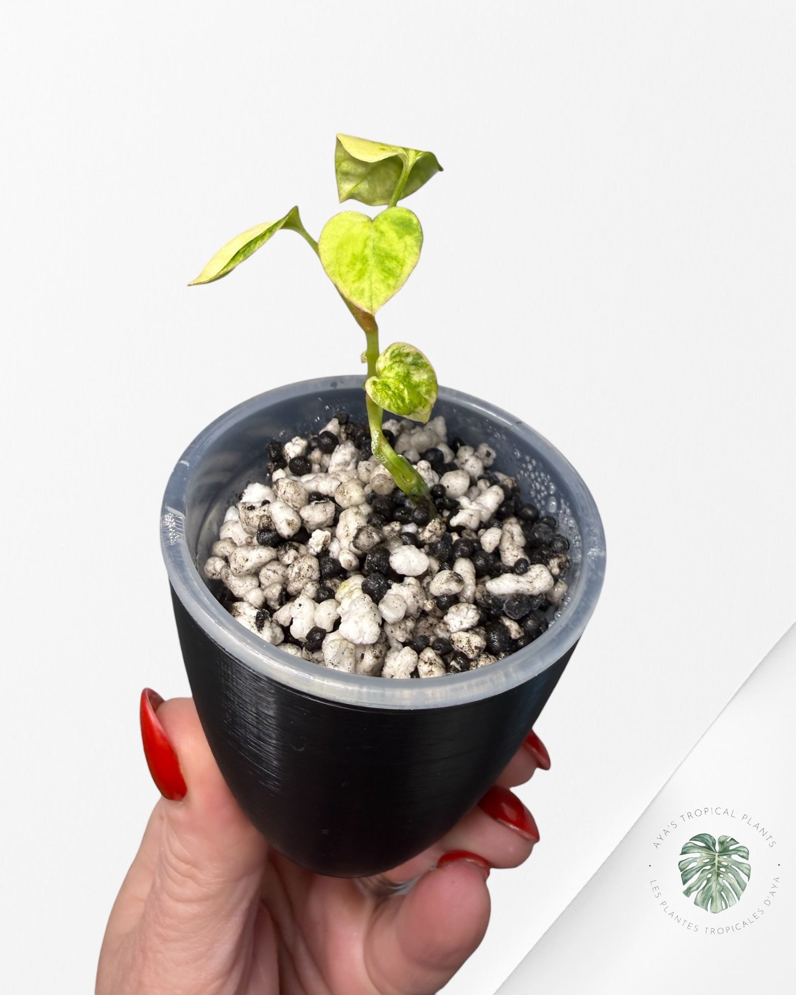 Anthurium Papillilaminum X Magnificum Variegated