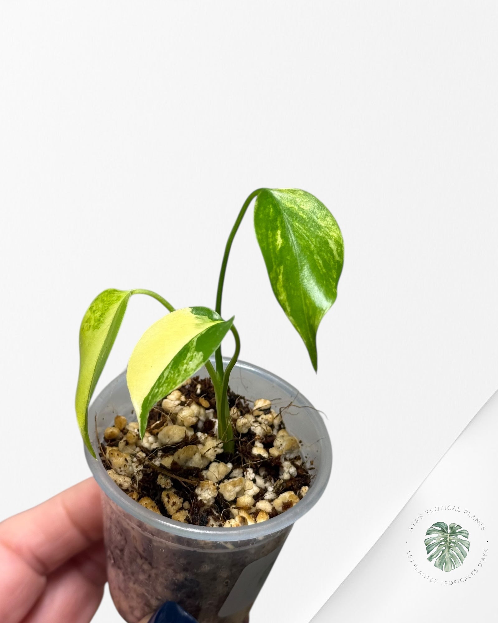 Monstera Aurea |Rare TC Plant | Aya's Tropical Plants